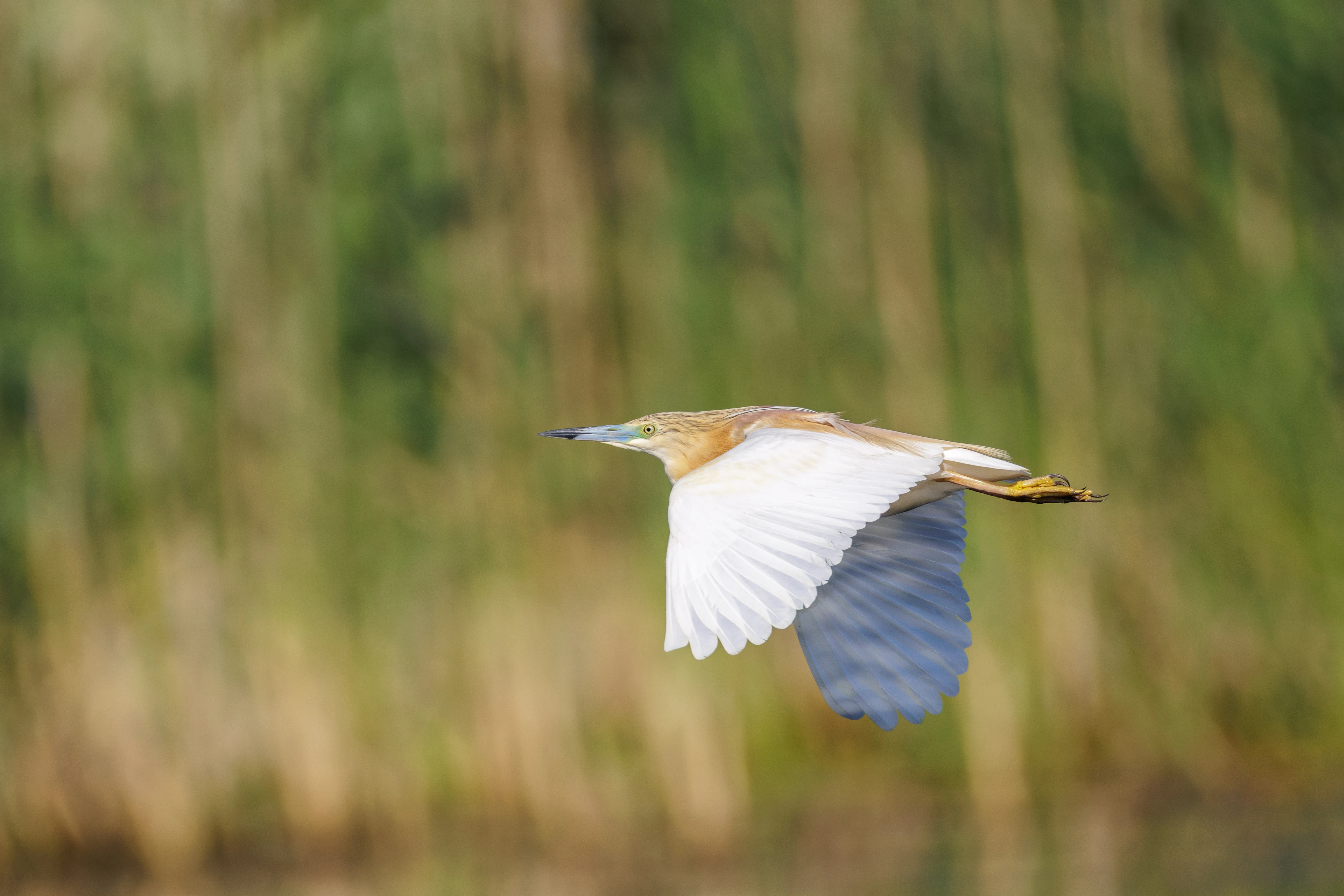 Squacco Heron, Danube Delta, Romania — photo by Orlando Prugel-Bennett