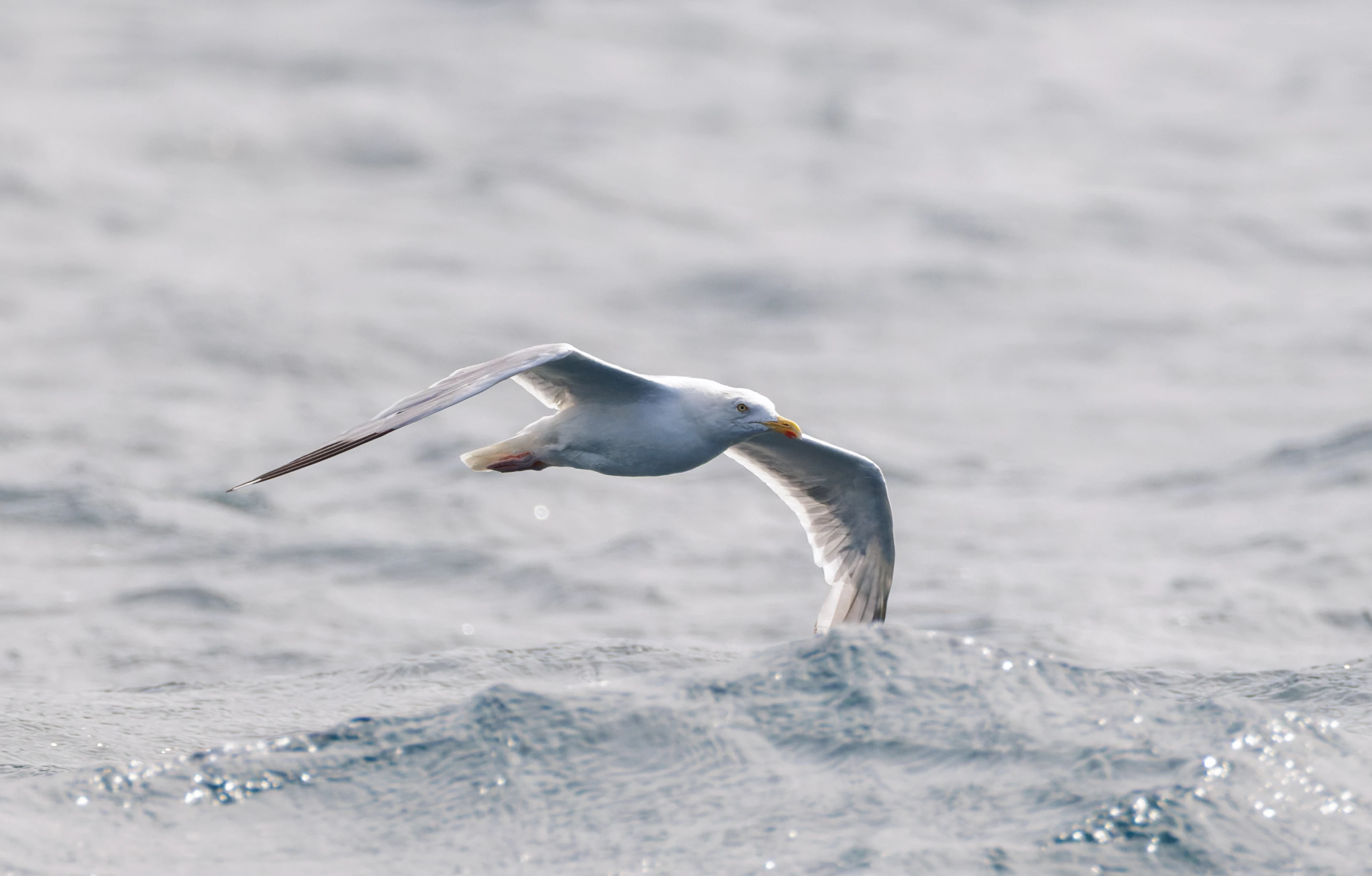 Herring Gull, Falmouth, Cornwall, UK — photo by Orlando Prugel-Bennett