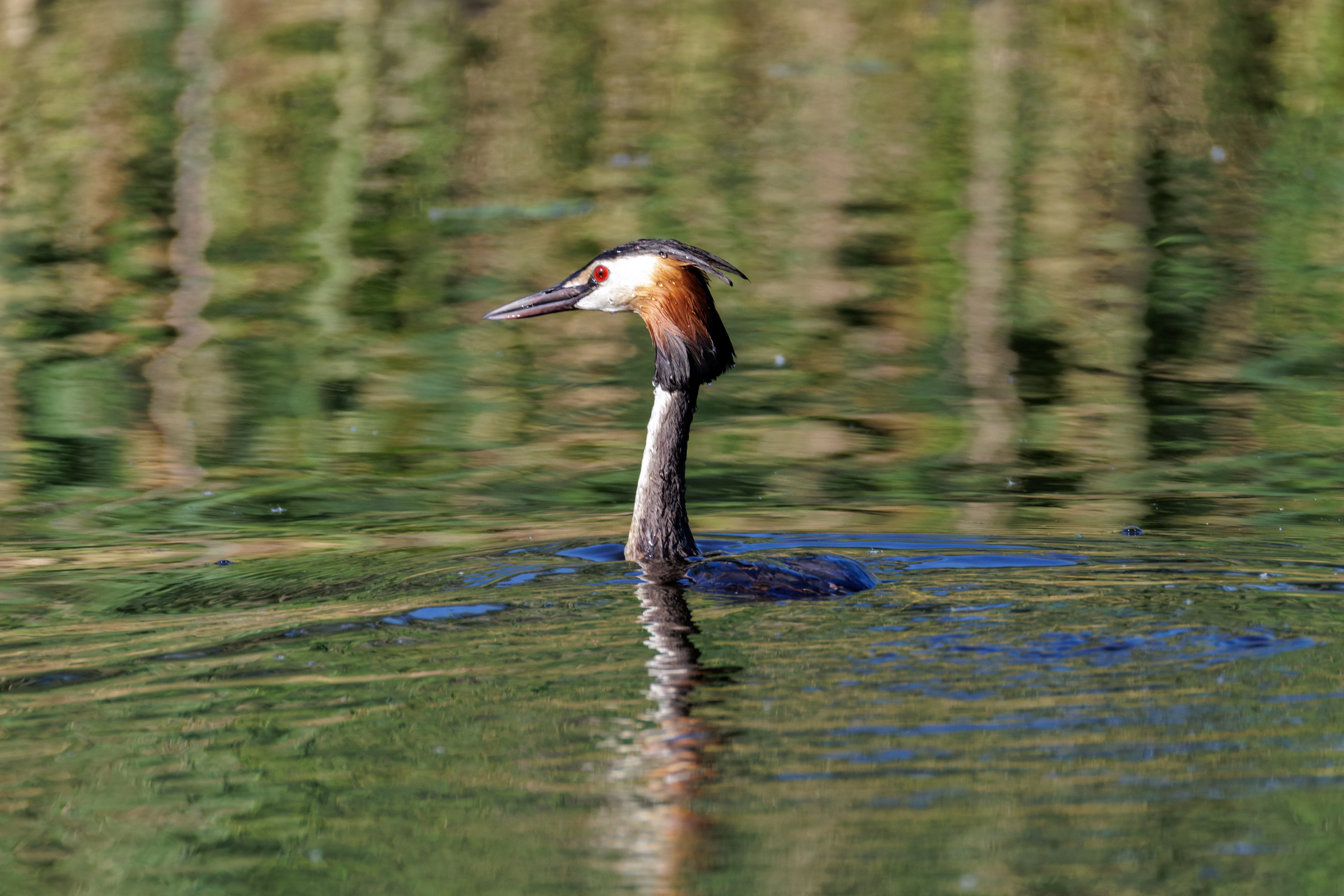 Great Crested Grebe, Danube Delta, Romania — photo by Orlando Prugel-Bennett
