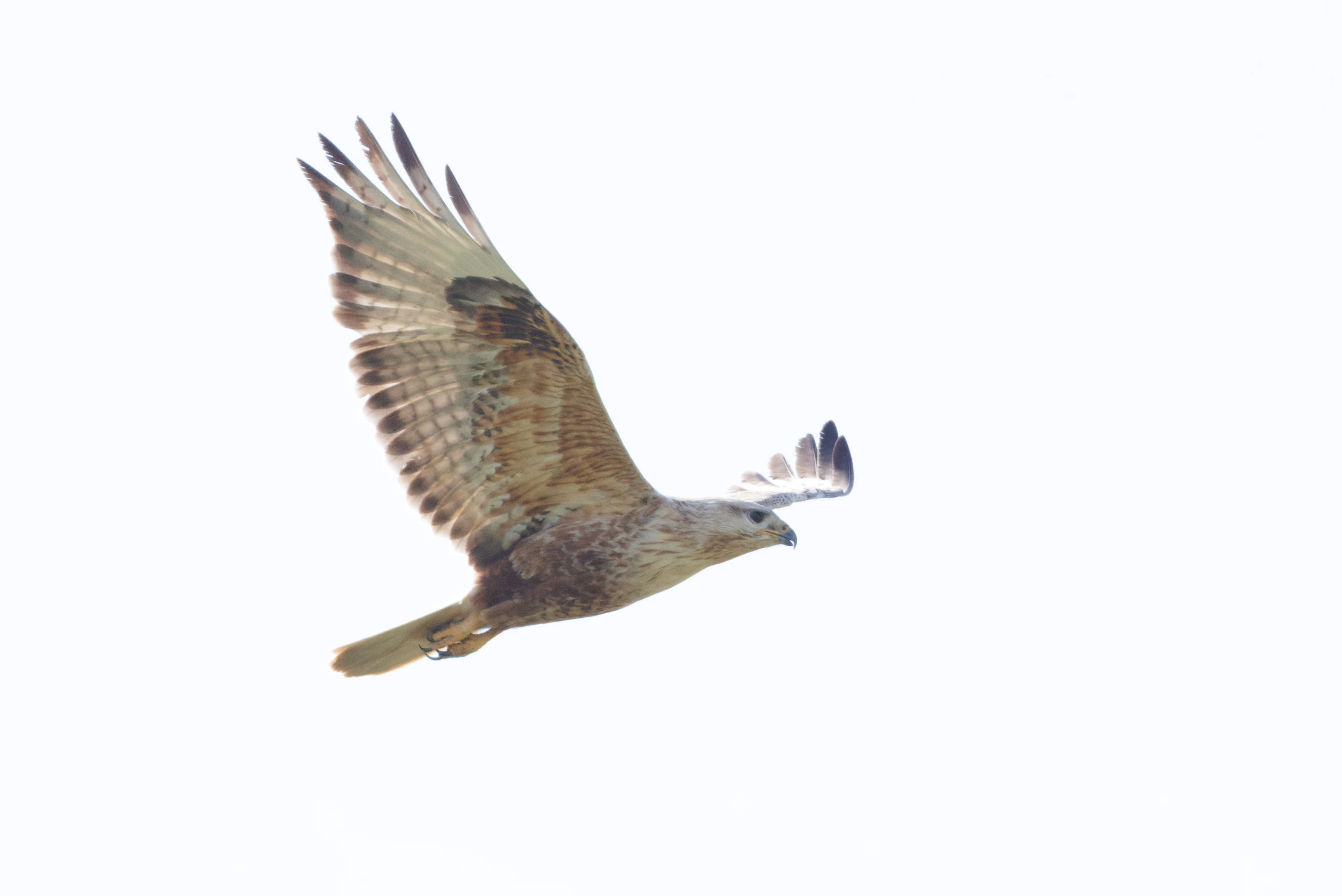 Honey Buzzard, Romanian Steppe, Romania — photo by Orlando Prugel-Bennett