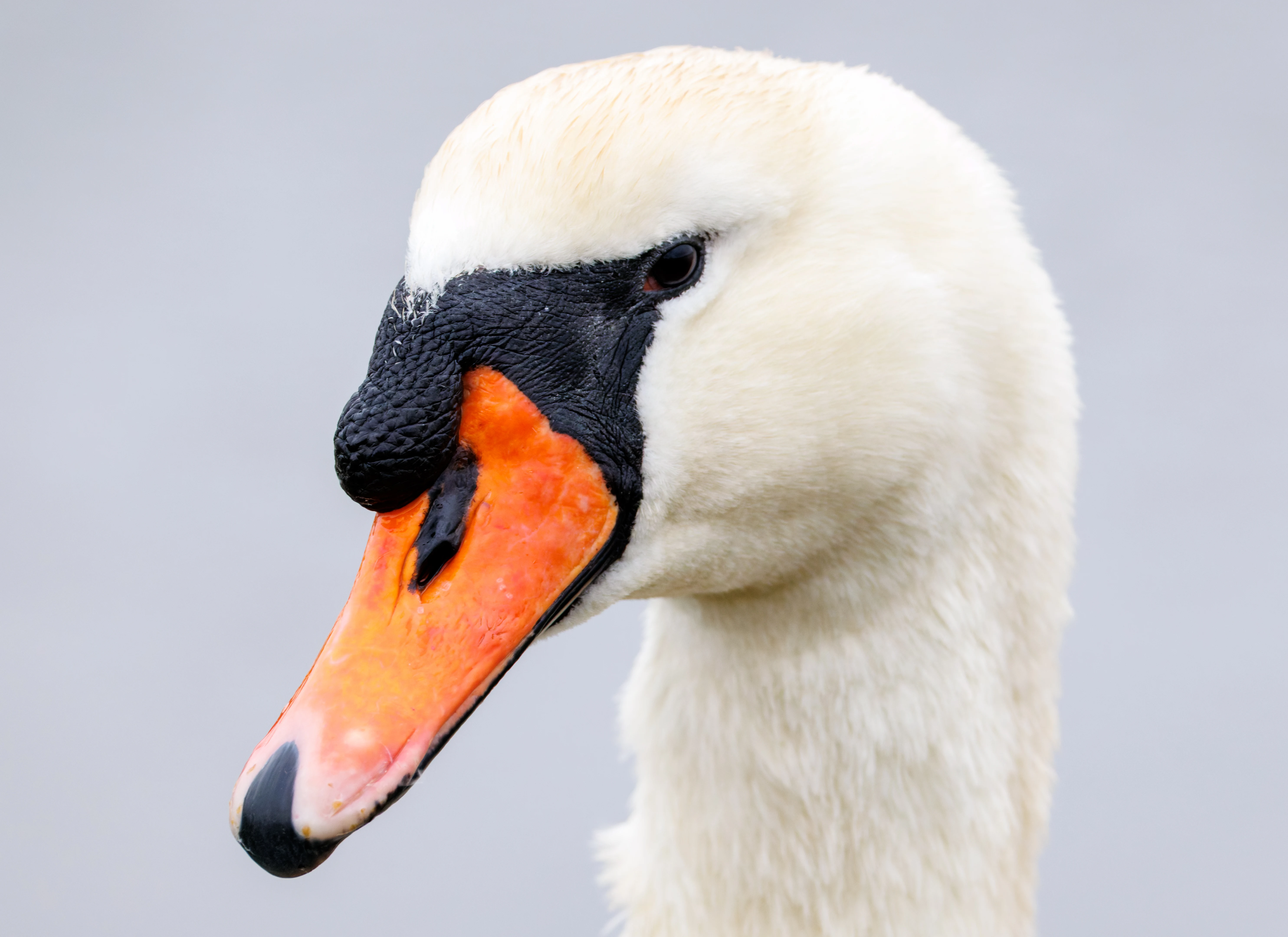 Mute Swan, Lymington, Hampshire, UK — photo by Orlando Prugel-Bennett