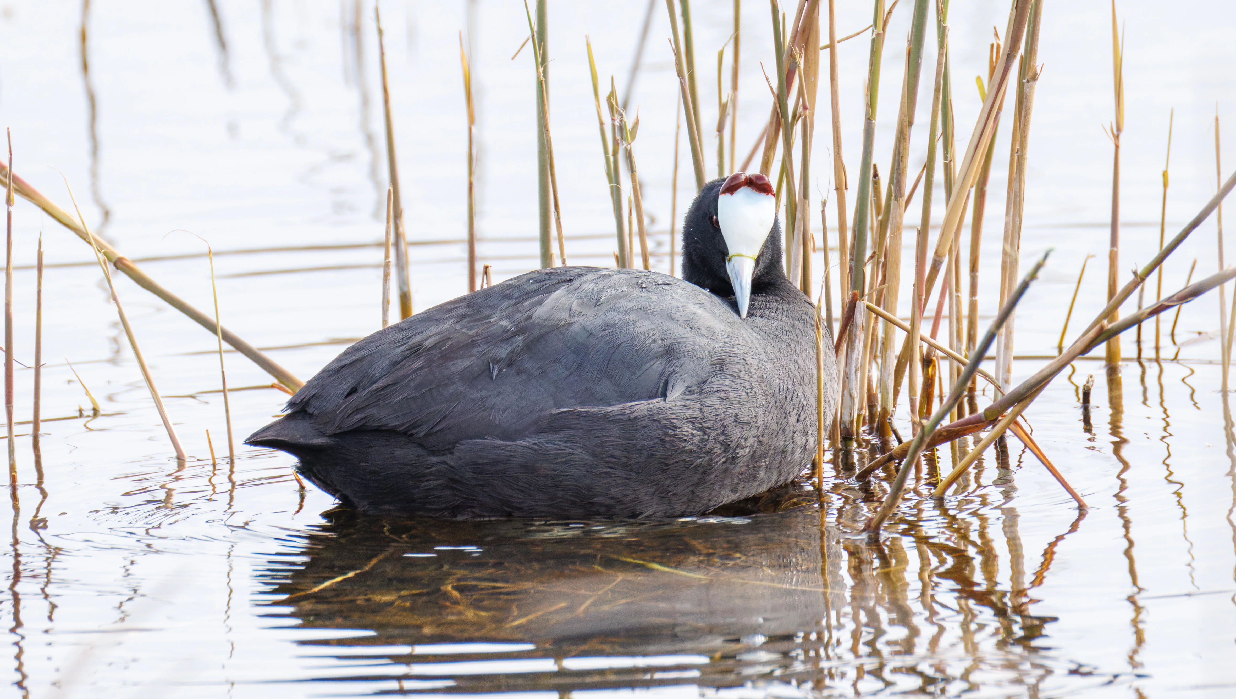 Red-knobbed Coot, El Hondo, Spain — photo by Orlando Prugel-Bennett