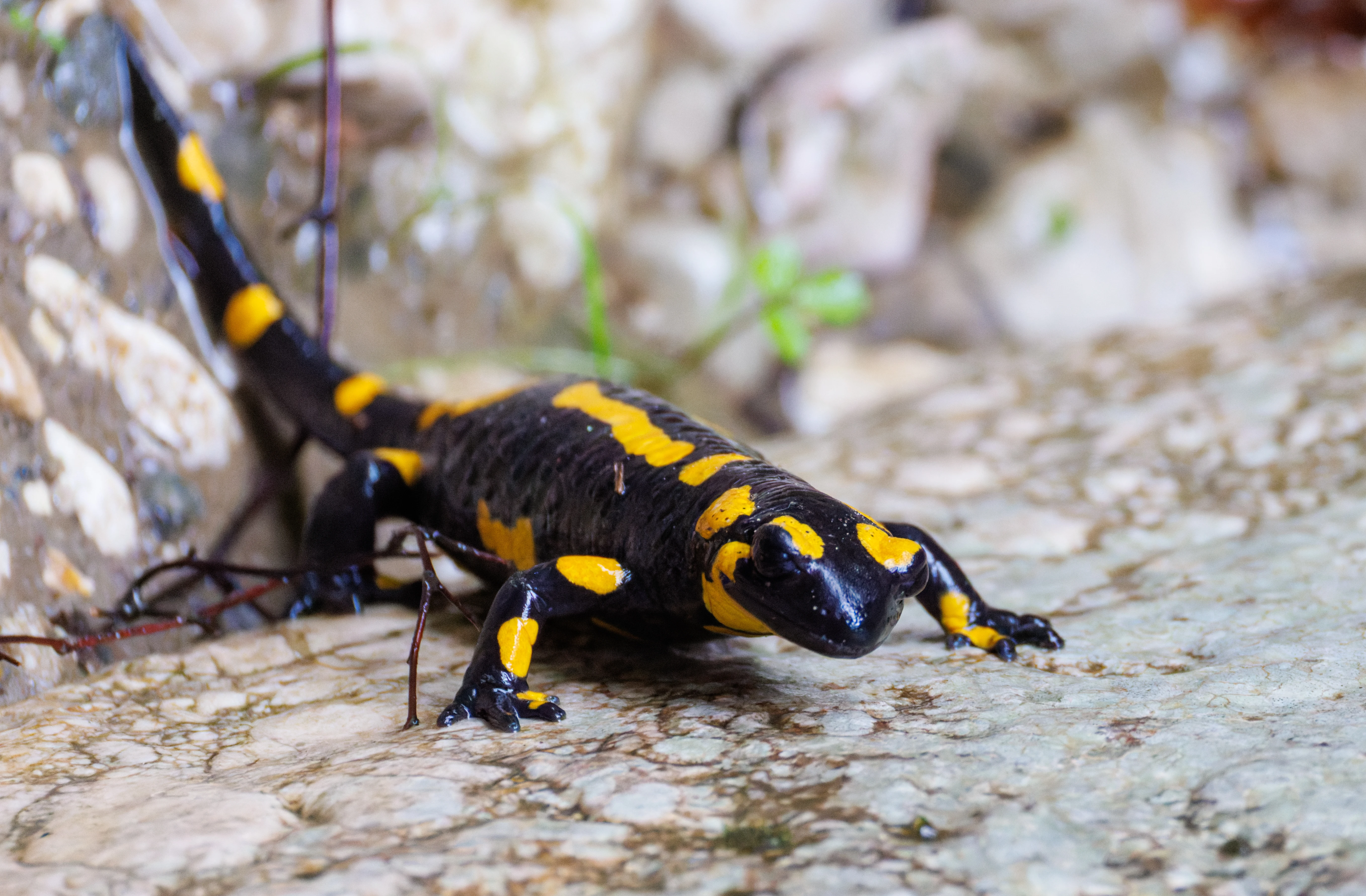 Fire Salamander, Transylvania, Romania — photo by Orlando Prugel-Bennett