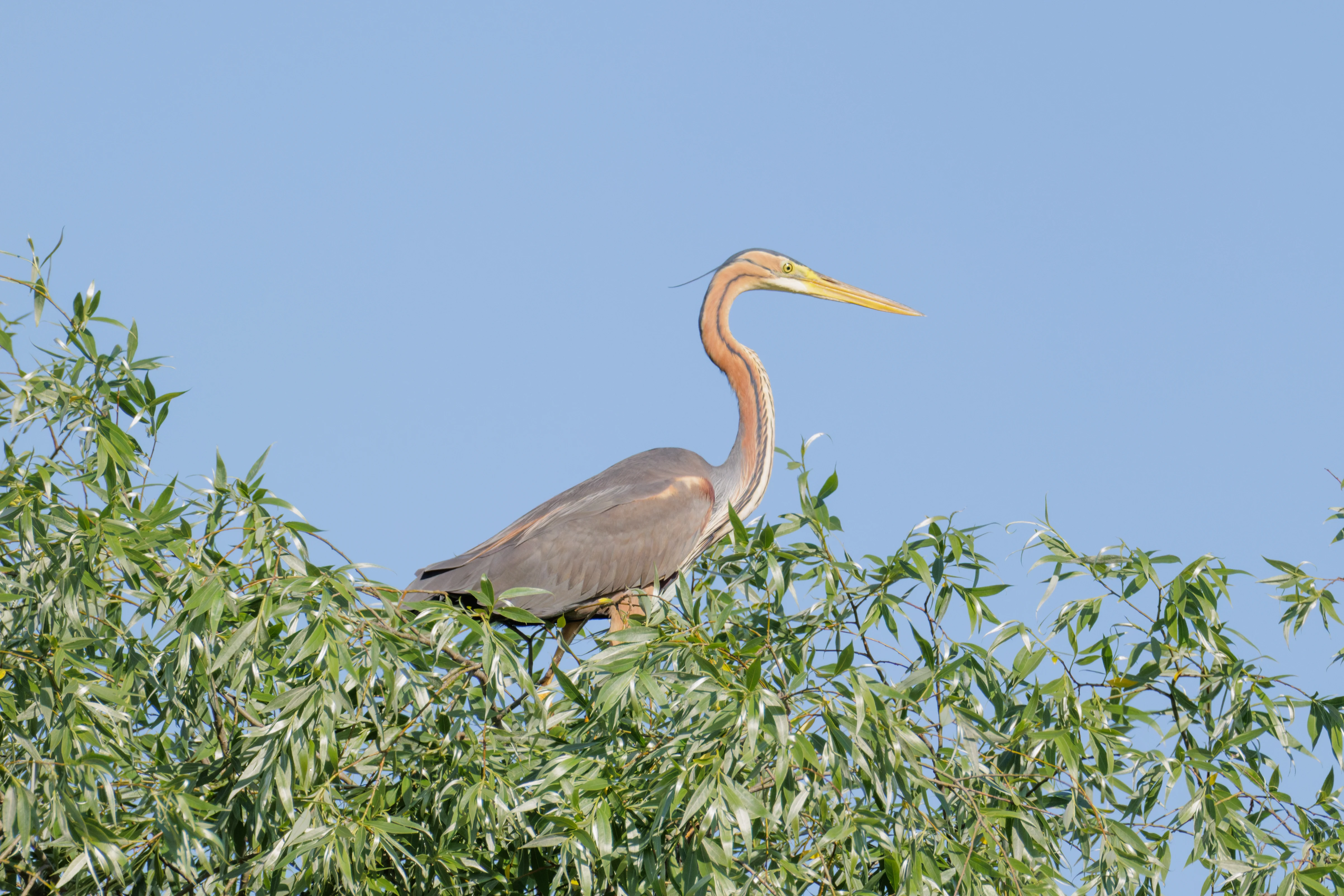 Purple Heron, Danube Delta, Romania — photo by Orlando Prugel-Bennett