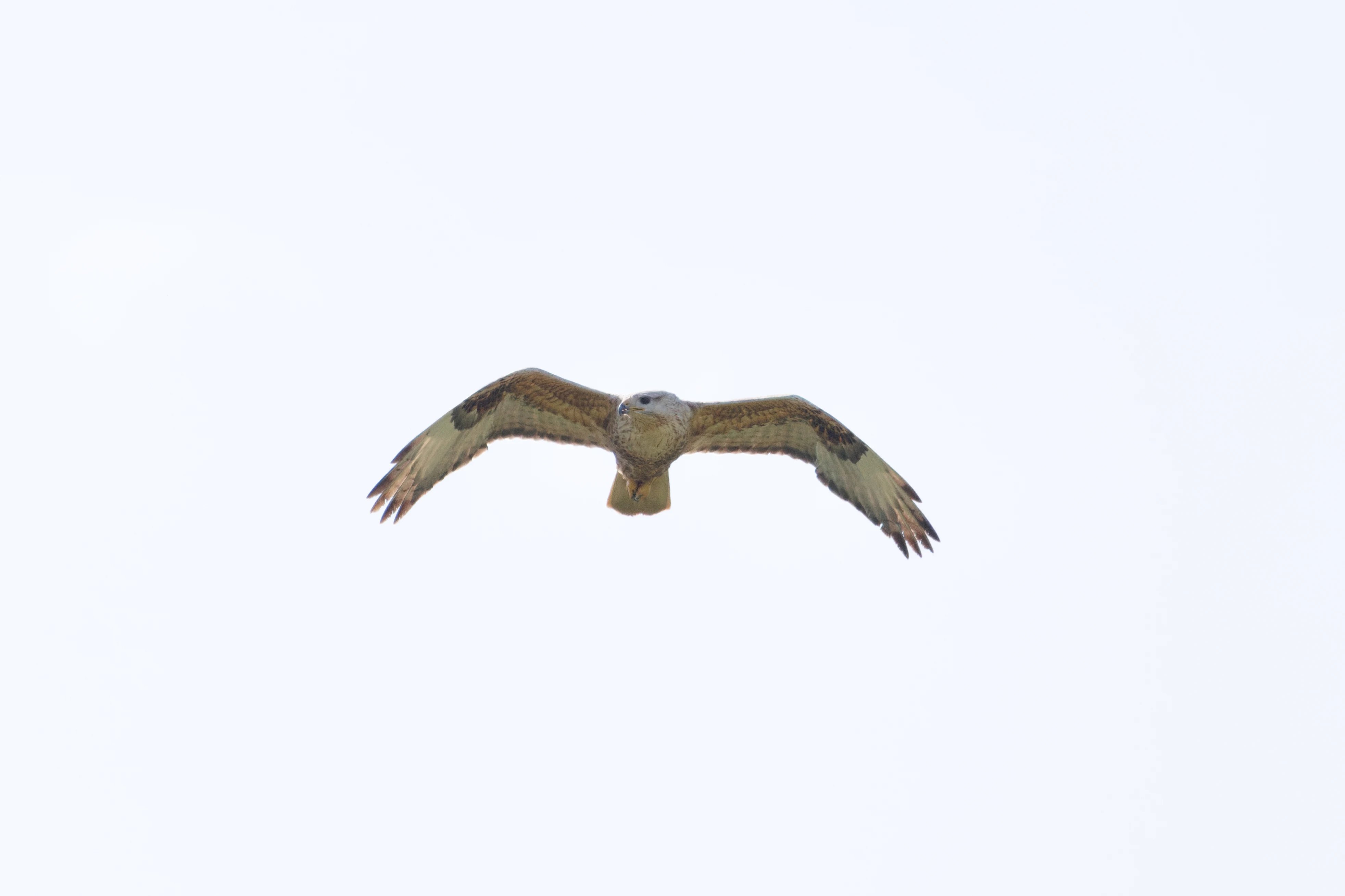 Long-Legged Buzzard, Romanian Steppe, Romania — photo by Orlando Prugel-Bennett