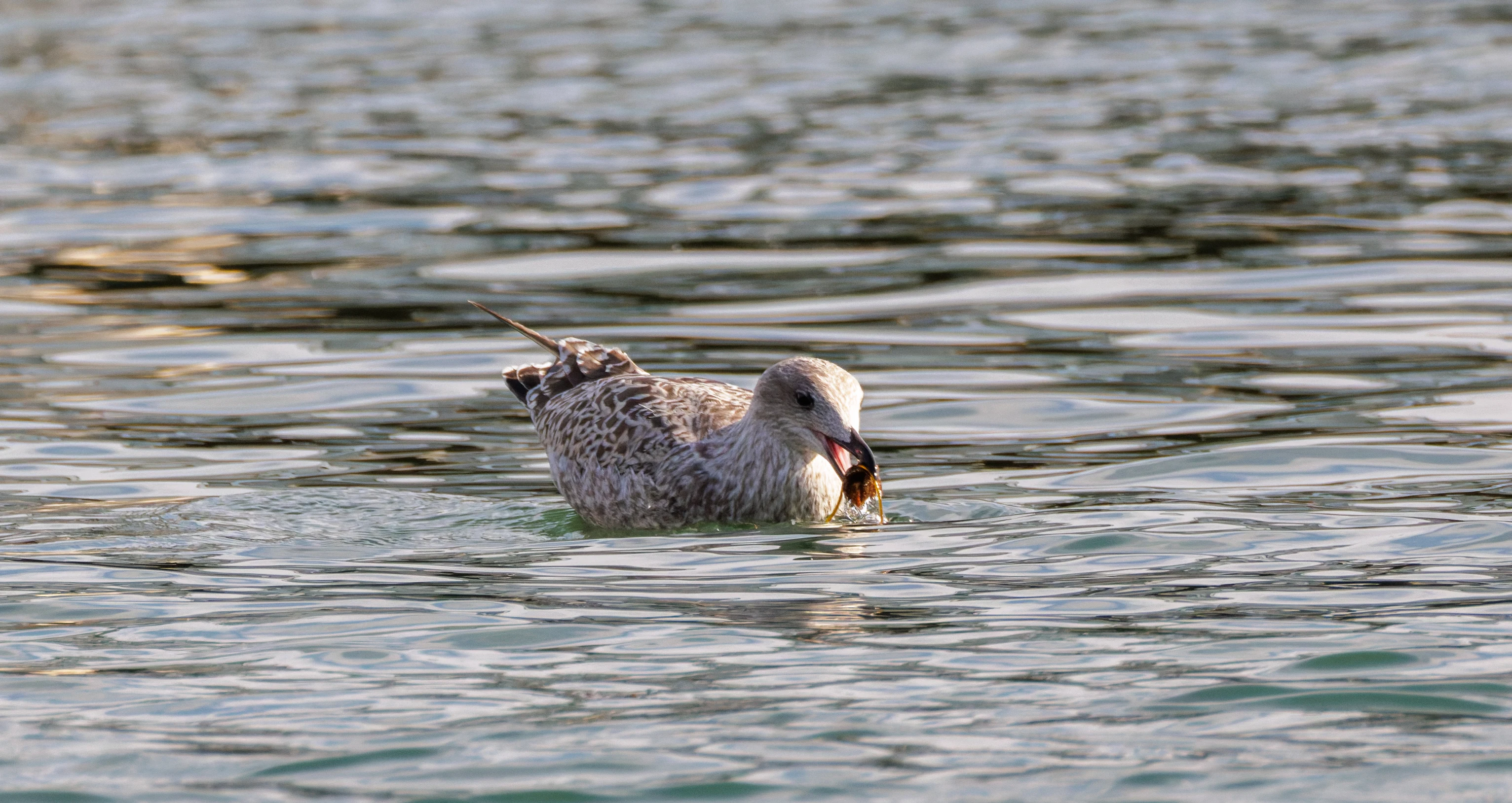 Juvenile Herring Gull with mussel, Falmouth, Cornwall, UK — photo by Orlando Prugel-Bennett