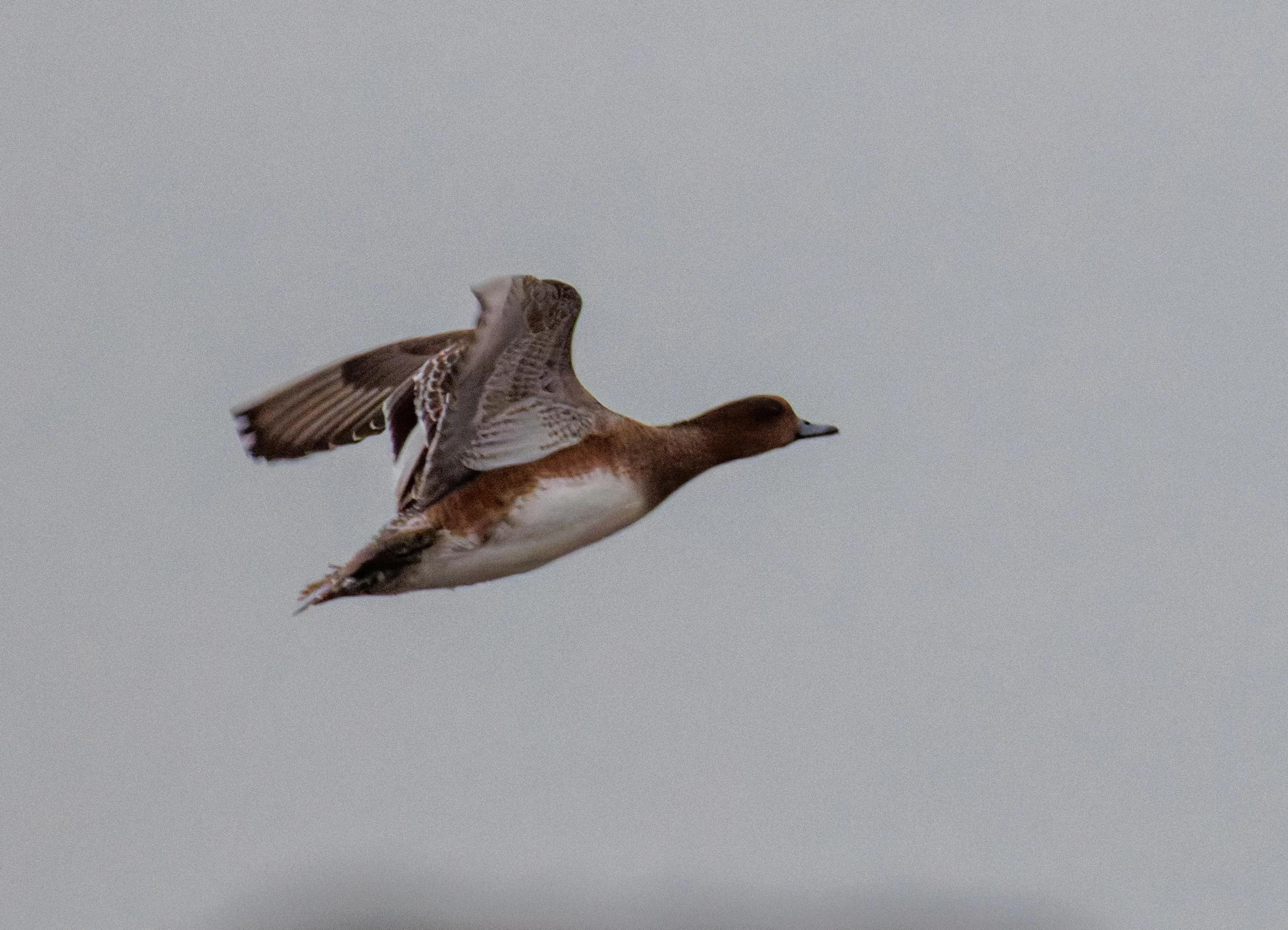 Eurasian Wigeon, Lymington, Hampshire, UK — photo by Orlando Prugel-Bennett