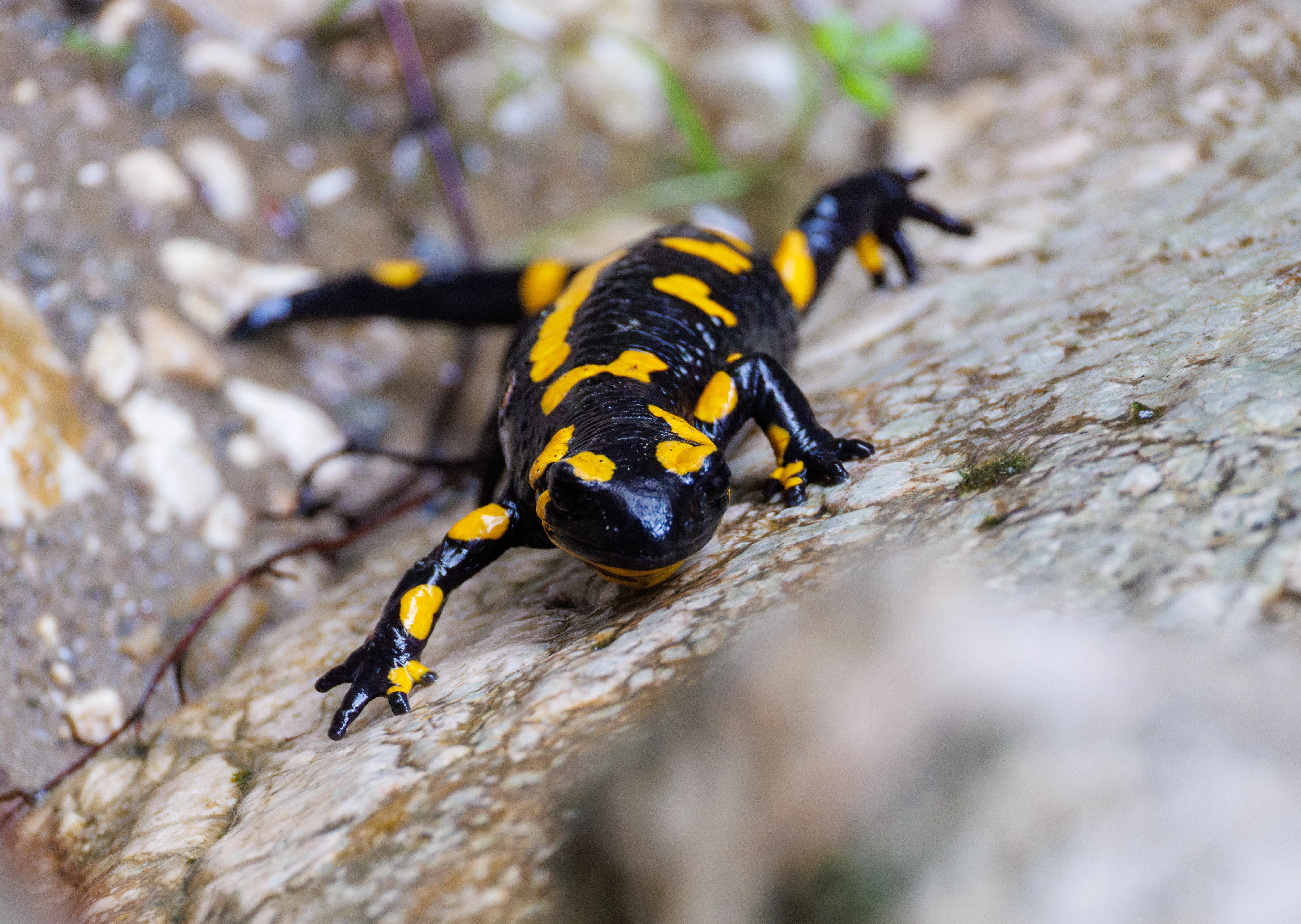 Fire Salamander, Transylvania, Romania — photo by Orlando Prugel-Bennett