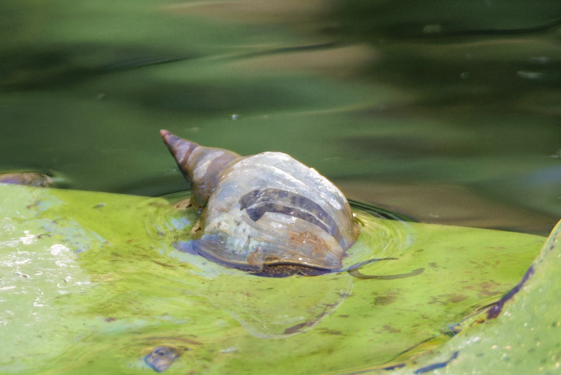 Pond Snail on Lily Pad, Danube Delta, Romania — photo by Orlando Prugel-Bennett
