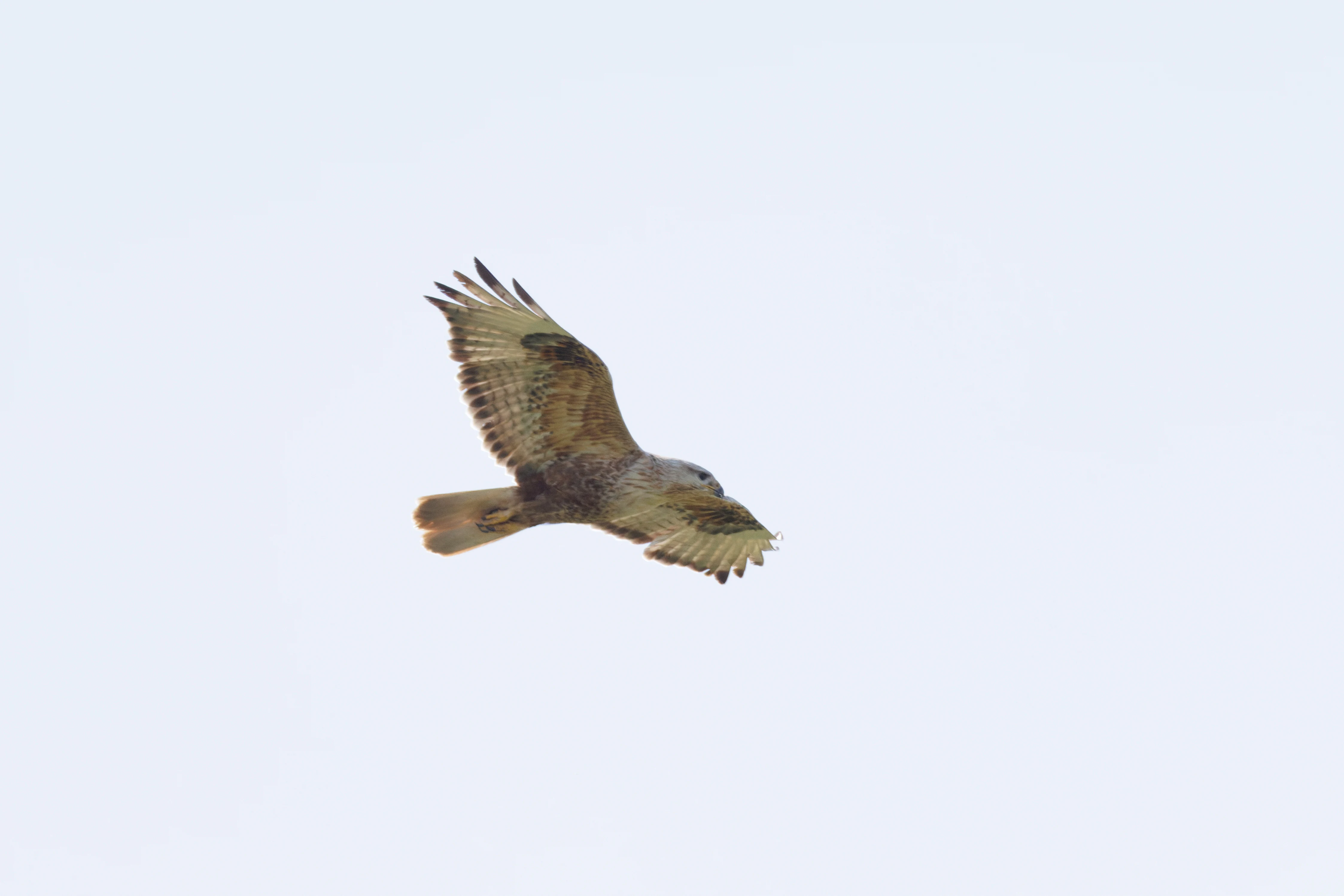 Long-Legged Buzzard, Romanian Steppe, Romania — photo by Orlando Prugel-Bennett