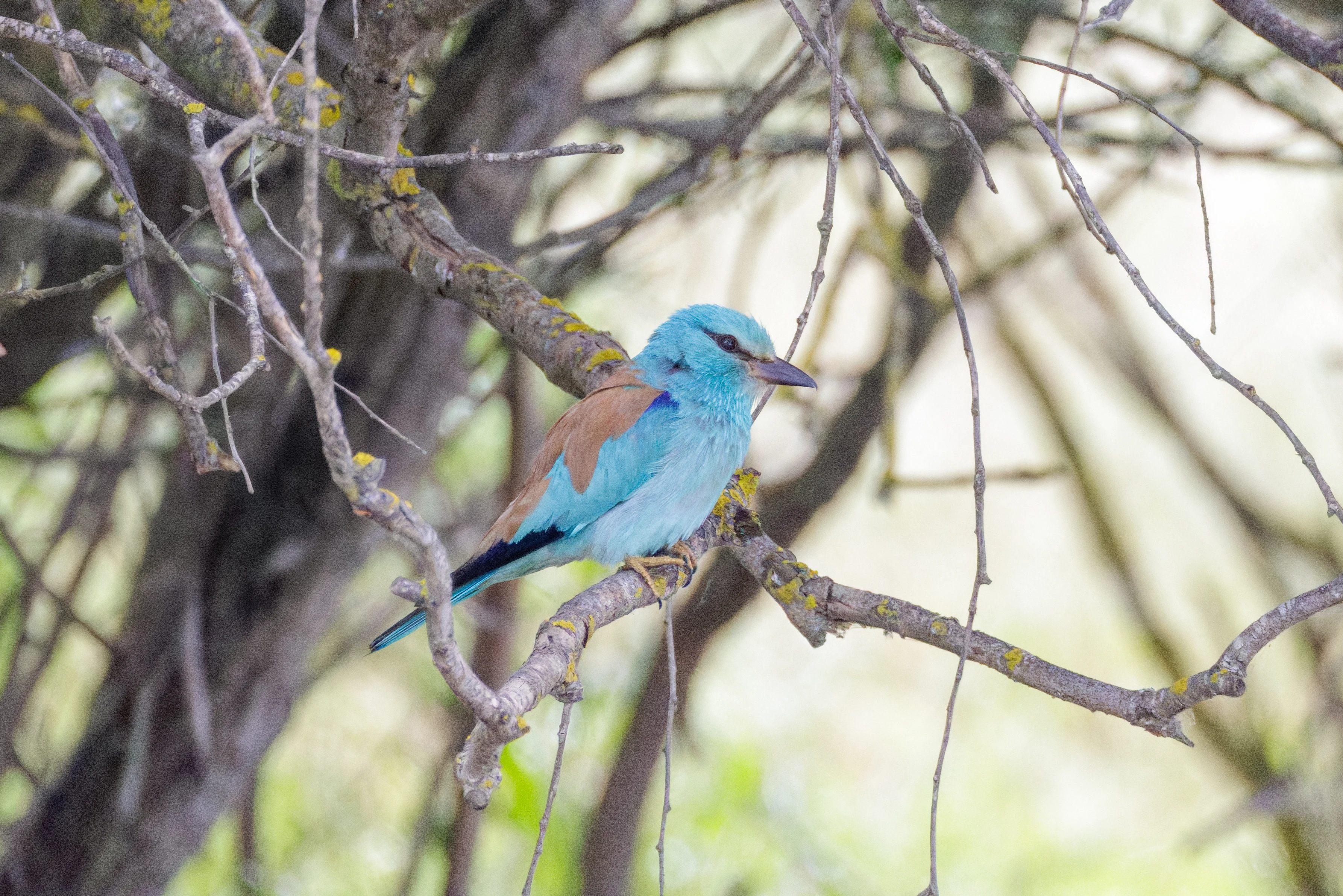 European Roller, Danube Delta, Romania — photo by Orlando Prugel-Bennett