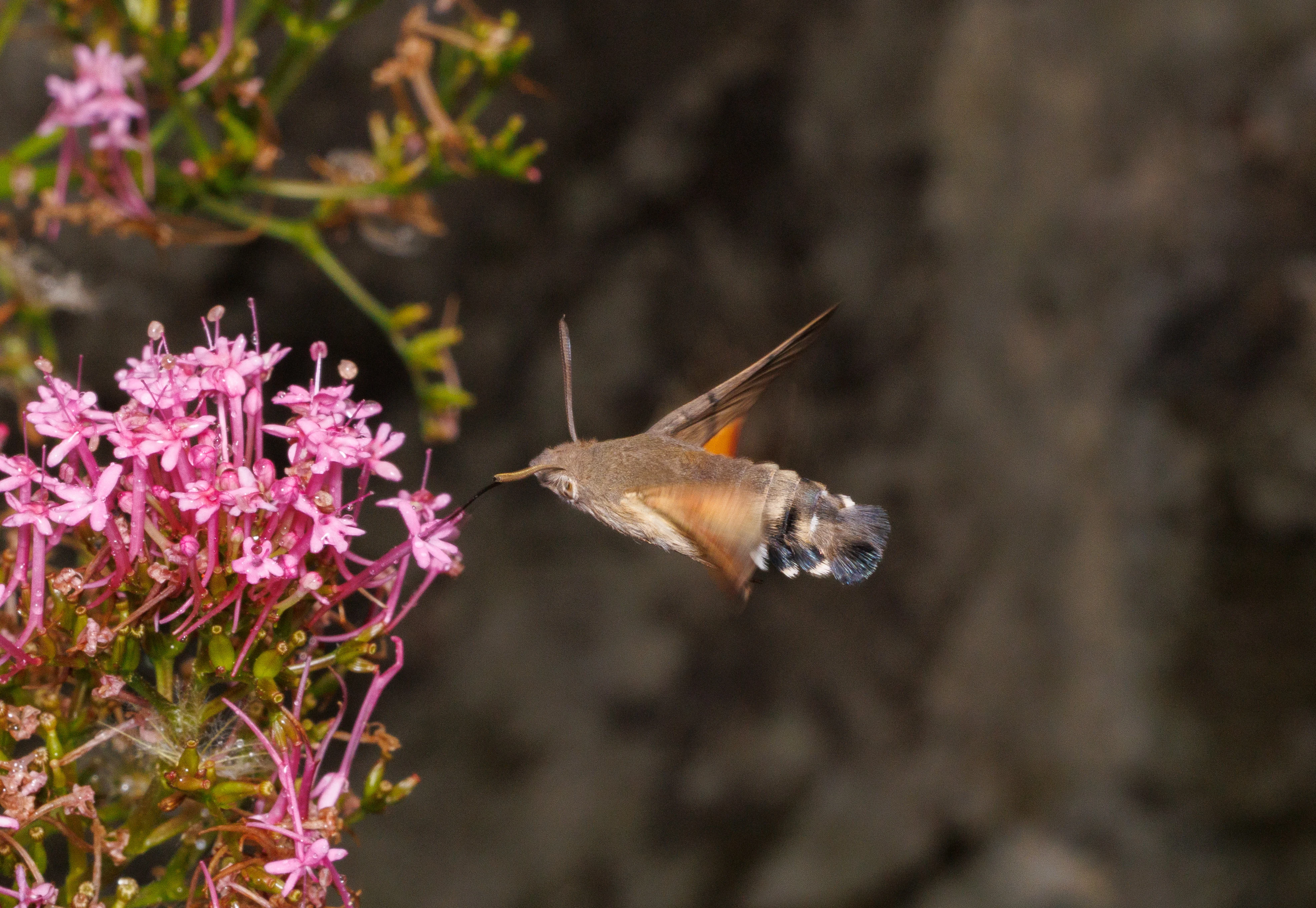 Hummingbird Hawk-moth, Cornwall, UK — photo by Orlando Prugel-Bennett