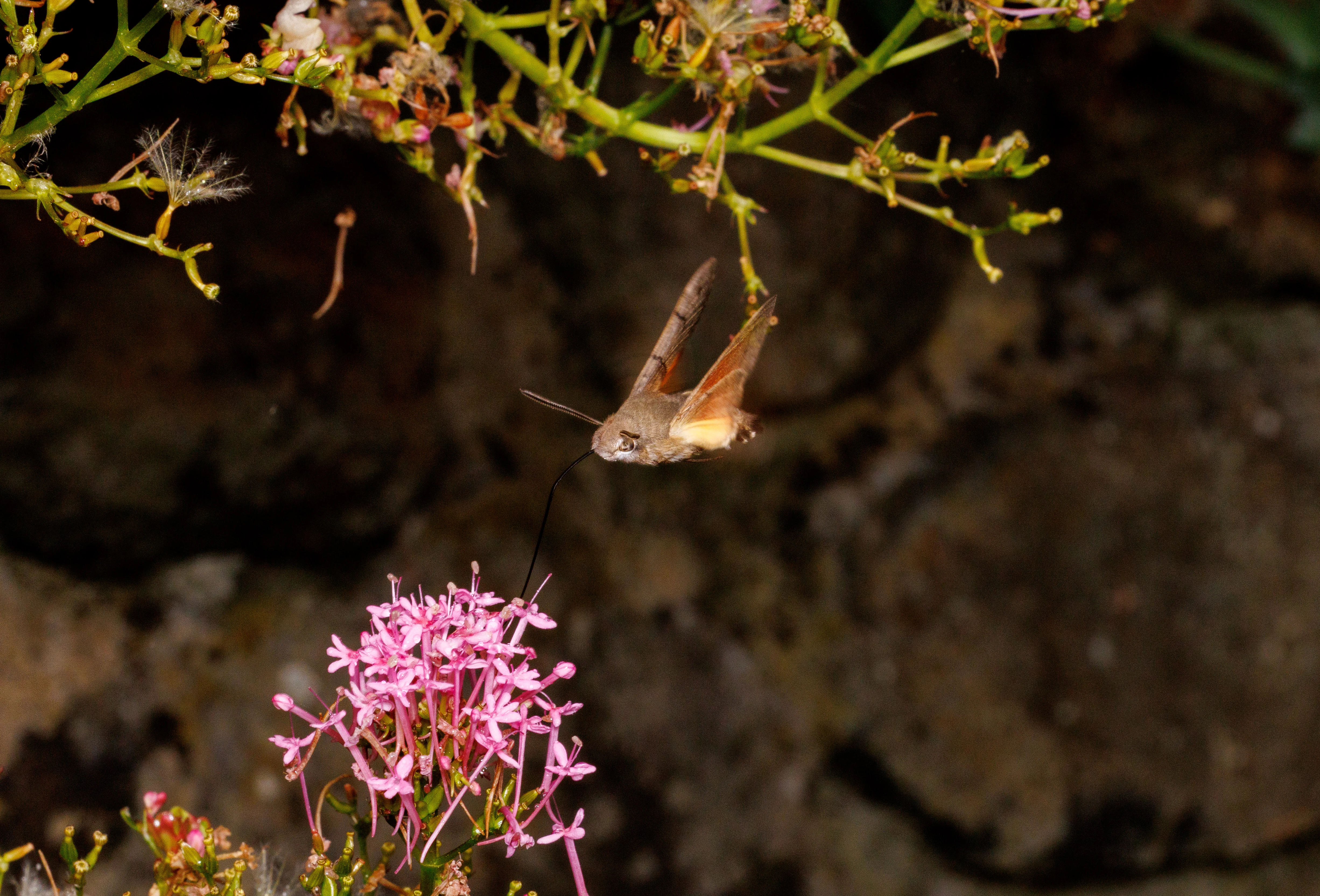 Hummingbird Hawk-moth, Cornwall, UK — photo by Orlando Prugel-Bennett