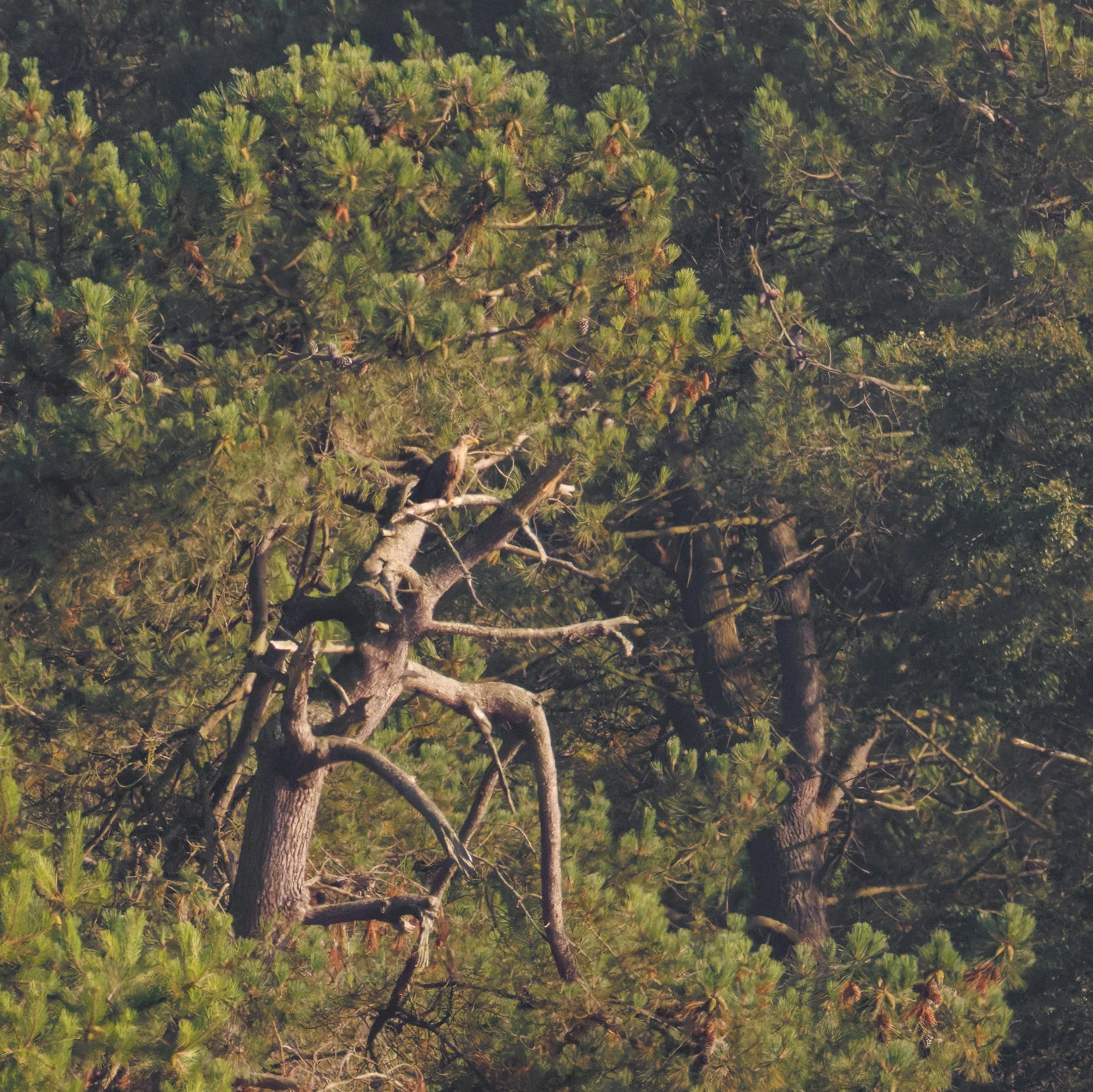 White-tailed Eagle, Poole Harbour, Poole, Dorset, UK — photo by Orlando Prugel-Bennett