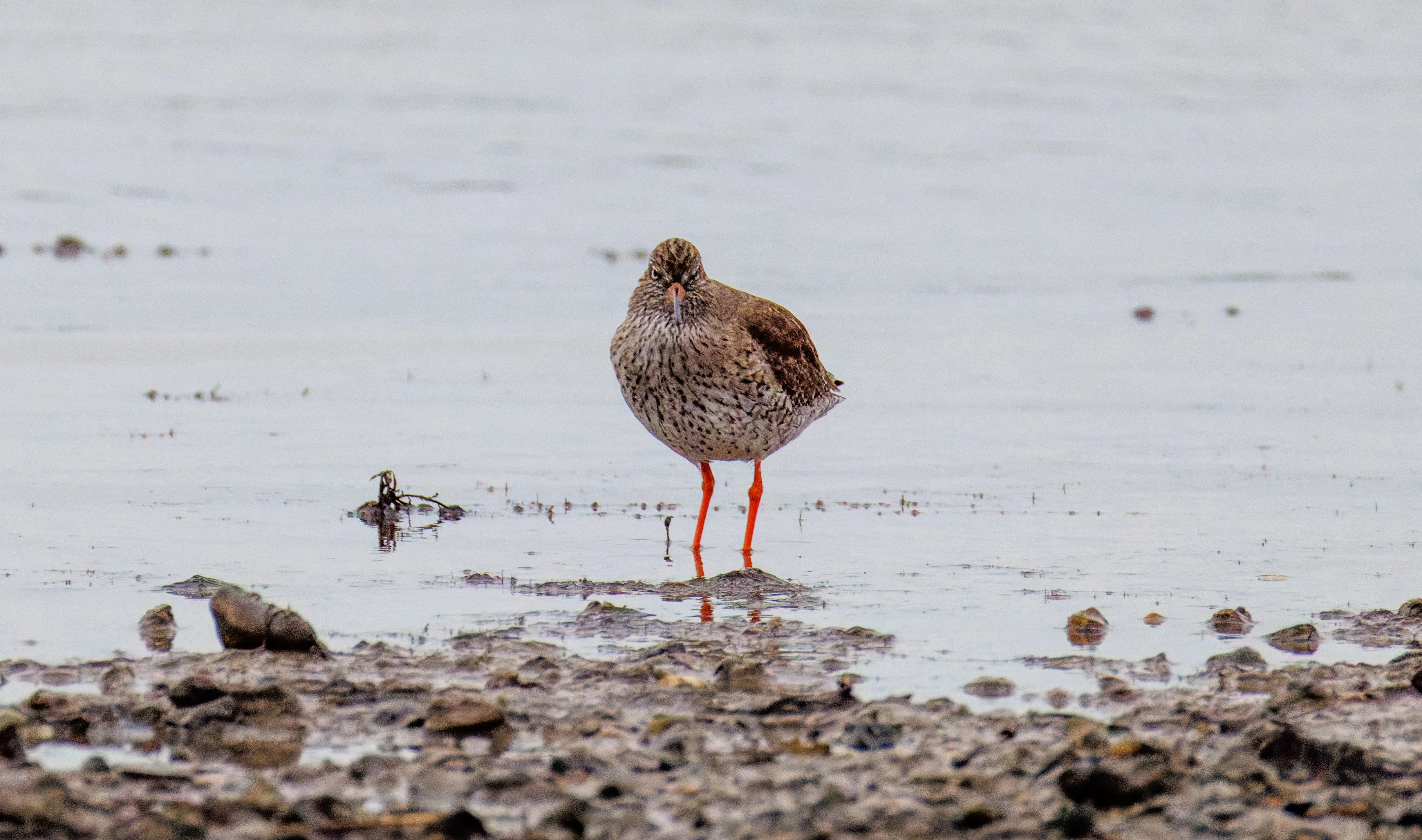 Common Redshank, Lymington, Hampshire, UK — photo by Orlando Prugel-Bennett