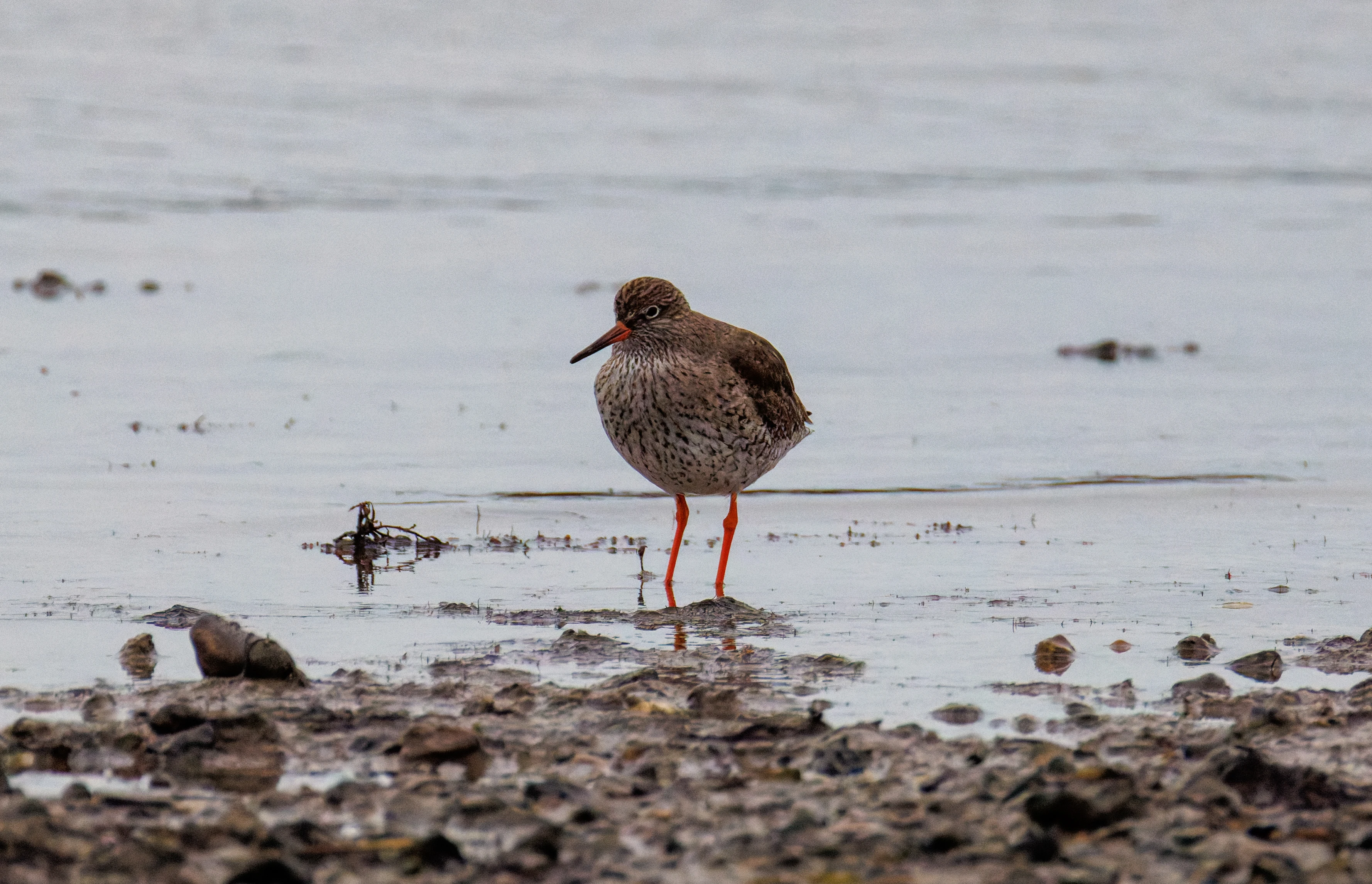 Common Redshank, Lymington, Hampshire, UK — photo by Orlando Prugel-Bennett