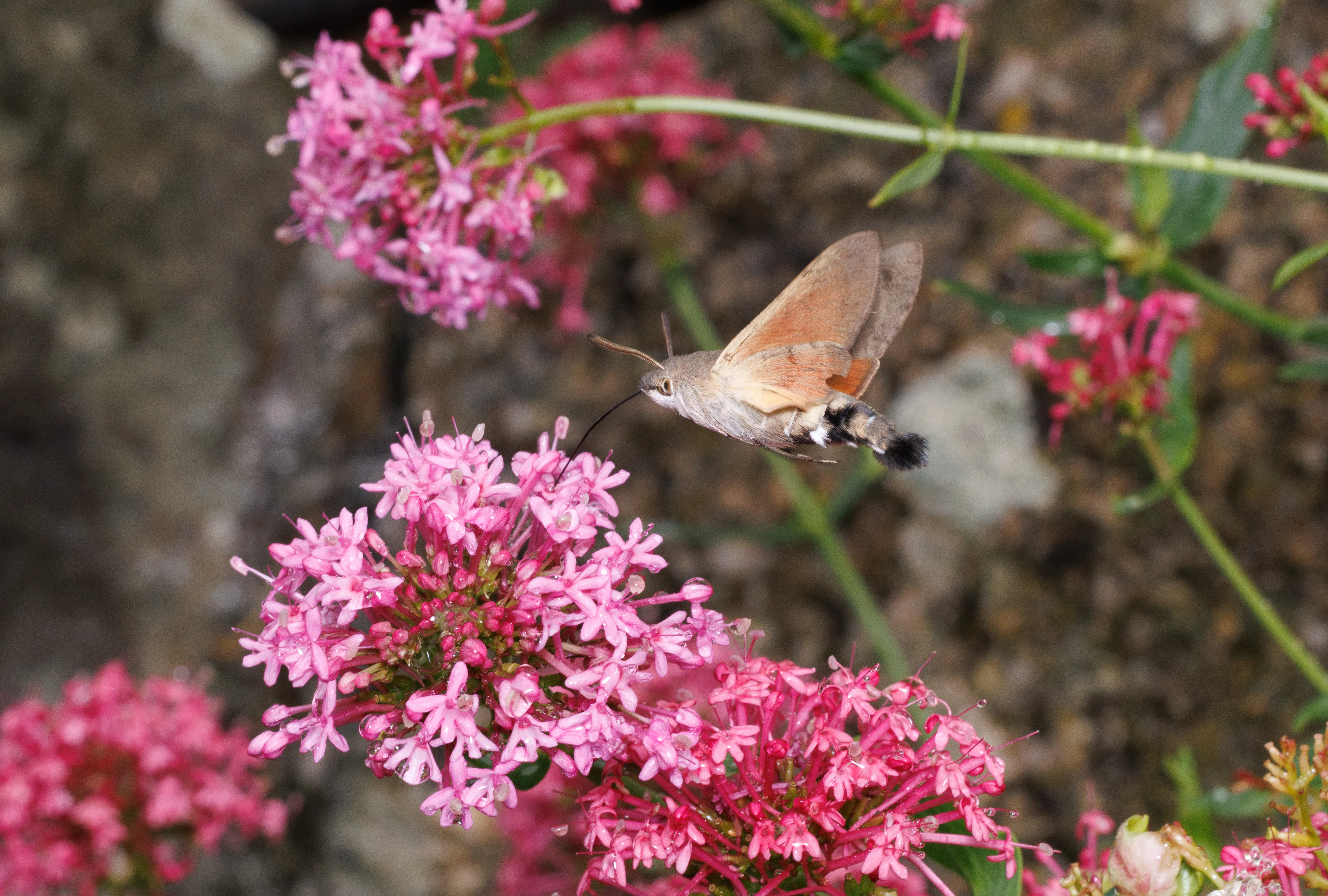 Hummingbird Hawk-moth feeding on Red Valerian, Cornwall, UK — photo by Orlando Prugel-Bennett