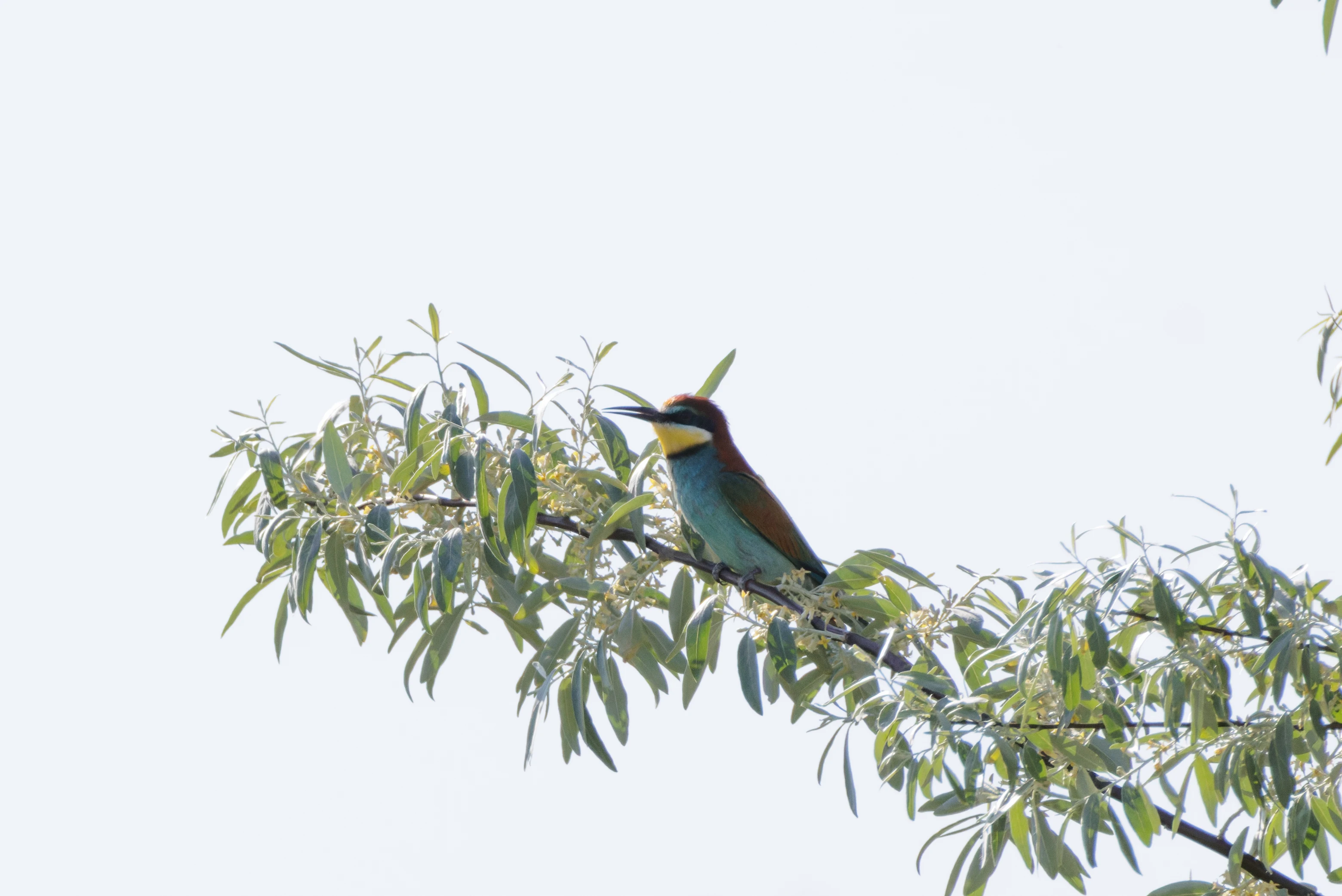 European Bee-eater, Romanian Steppe, Romania — photo by Orlando Prugel-Bennett
