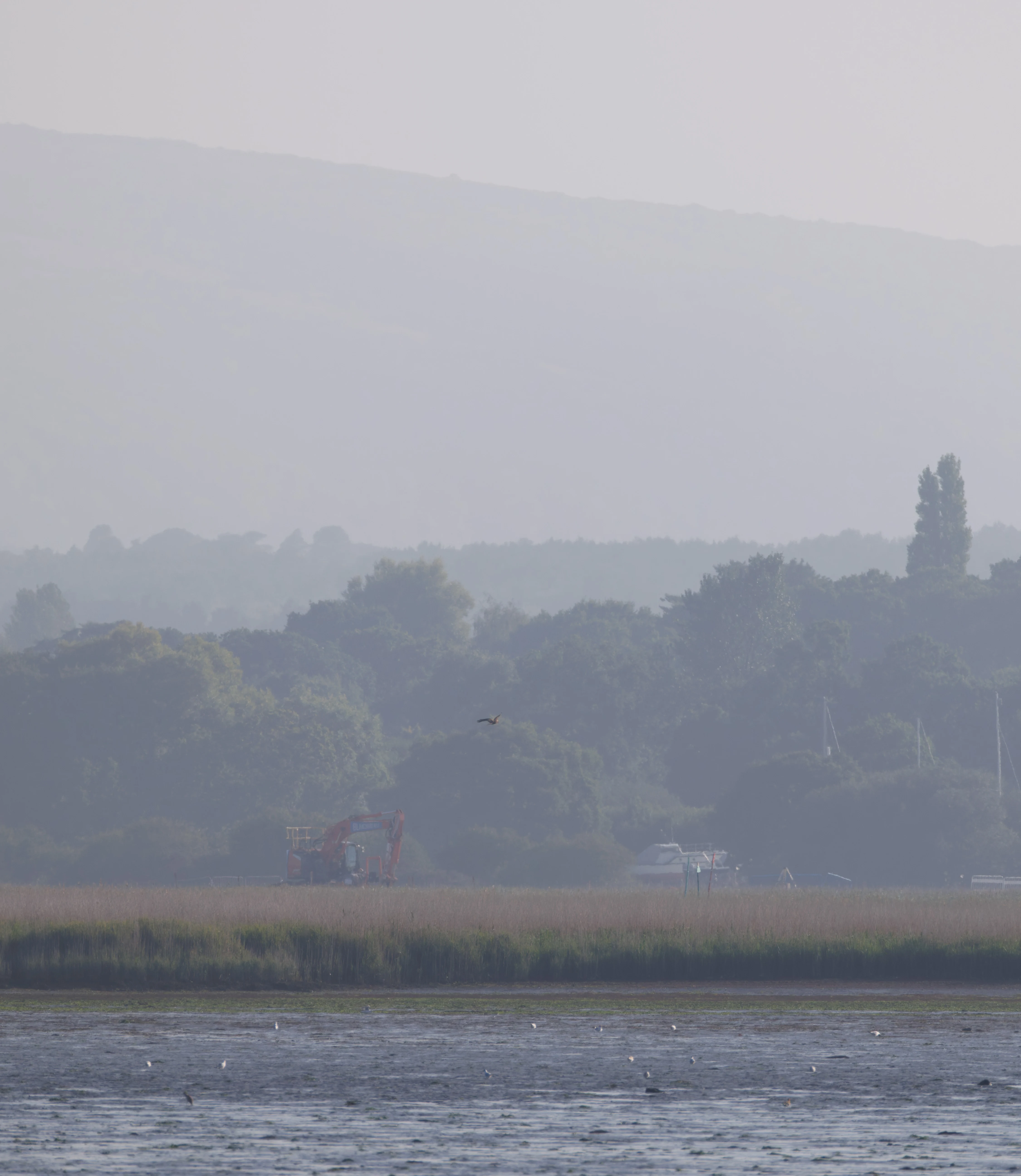 Marsh Harrier, Poole Harbour, Poole, Dorset, UK — photo by Orlando Prugel-Bennett