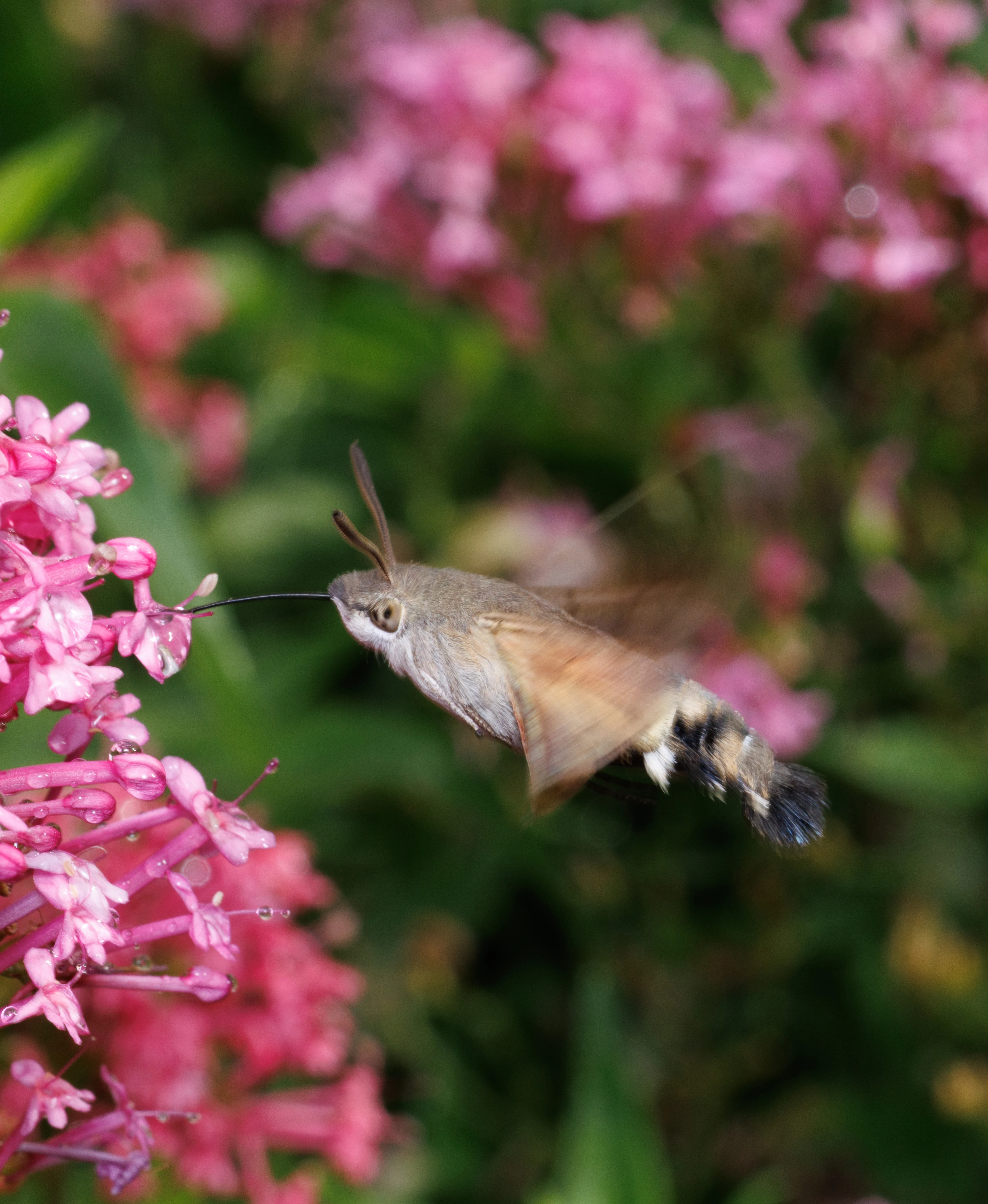 Hummingbird Hawk-moth, Cornwall, UK — photo by Orlando Prugel-Bennett