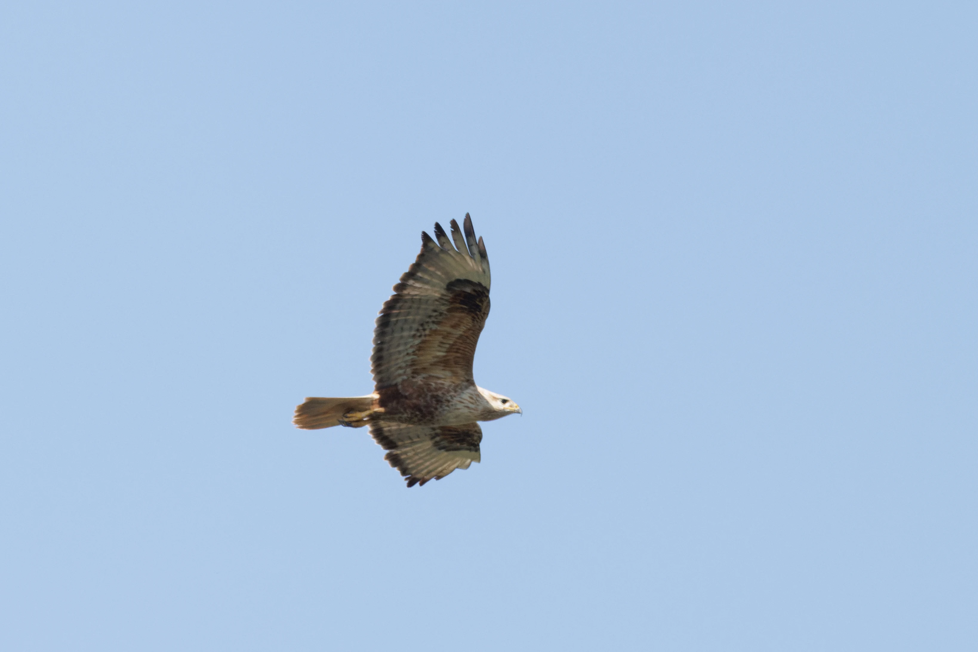 Long-Legged Buzzard, Romanian Steppe, Romania — photo by Orlando Prugel-Bennett
