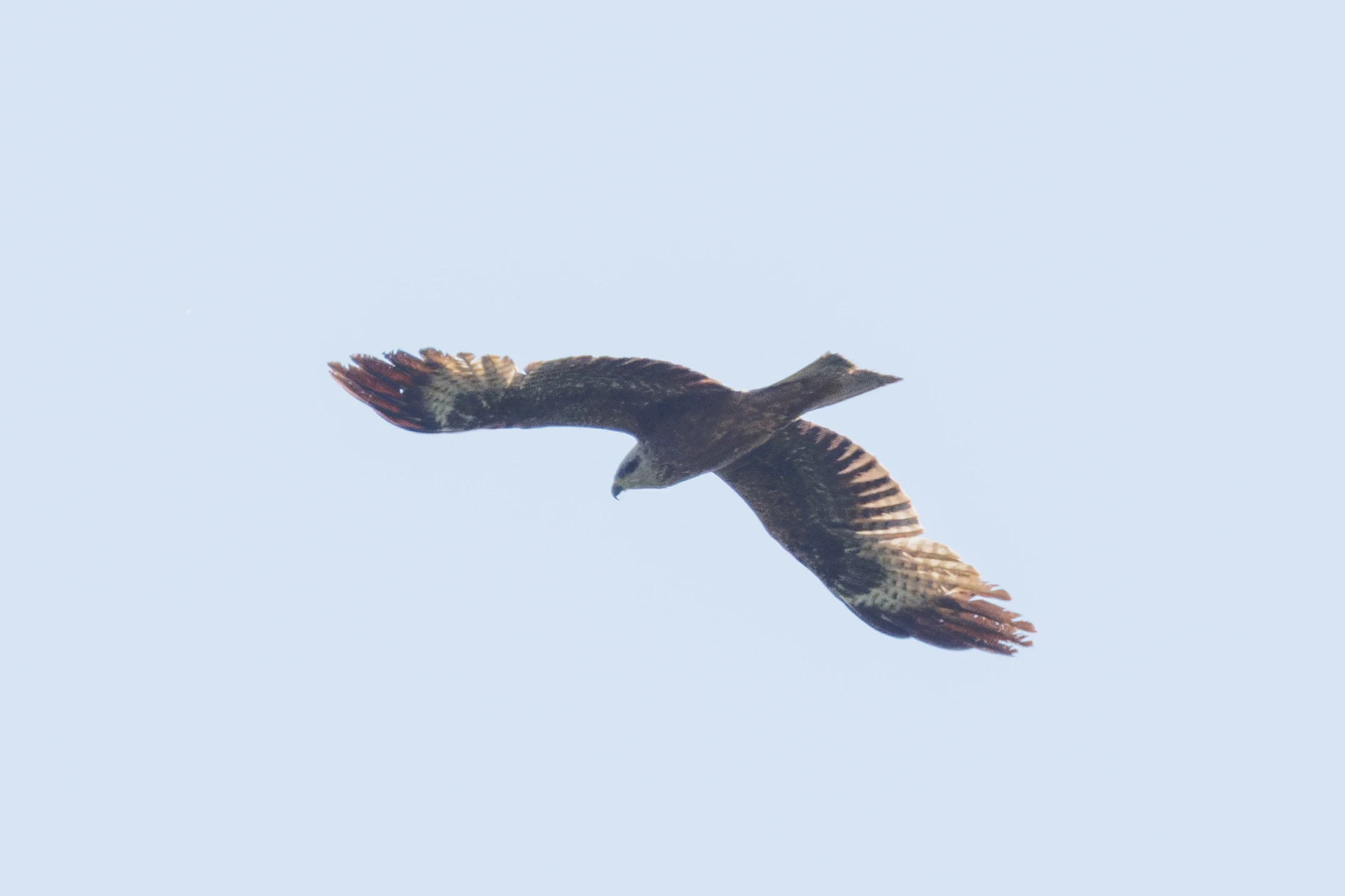 Black Kite, Danube Delta, Romania — photo by Orlando Prugel-Bennett