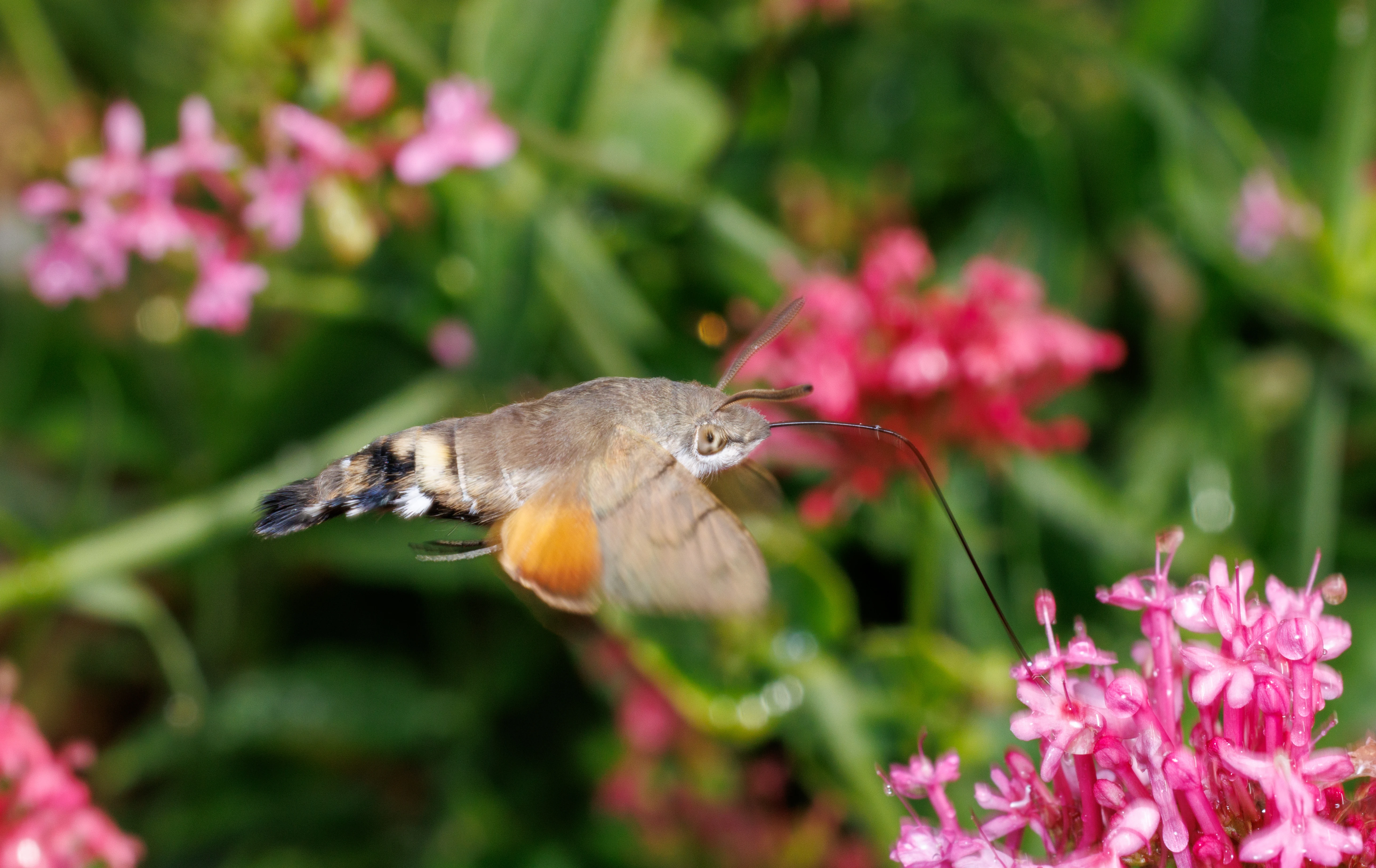 Hummingbird Hawk-moth, Cornwall, UK — photo by Orlando Prugel-Bennett
