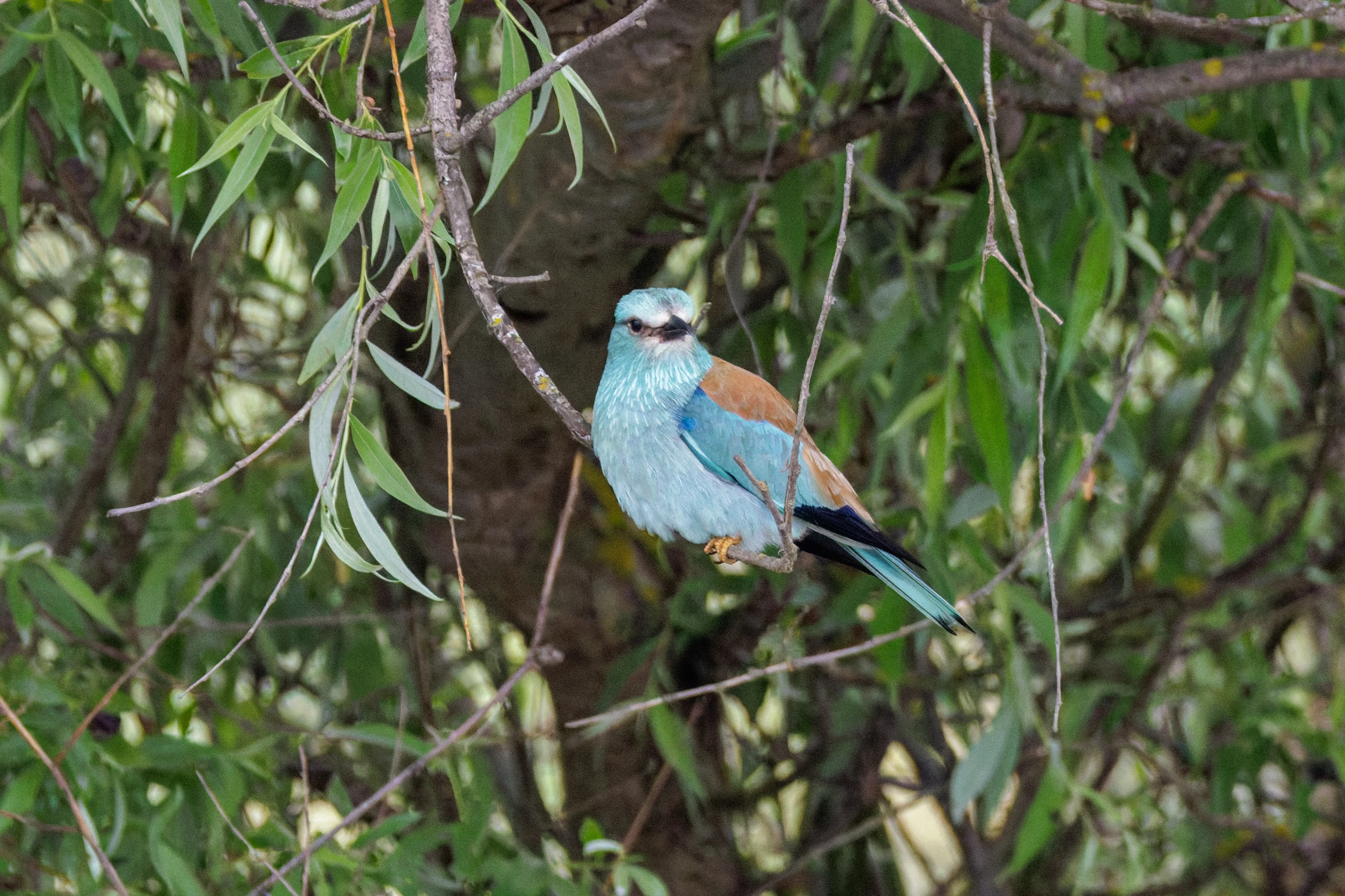 European Roller, Danube Delta, Romania — photo by Orlando Prugel-Bennett