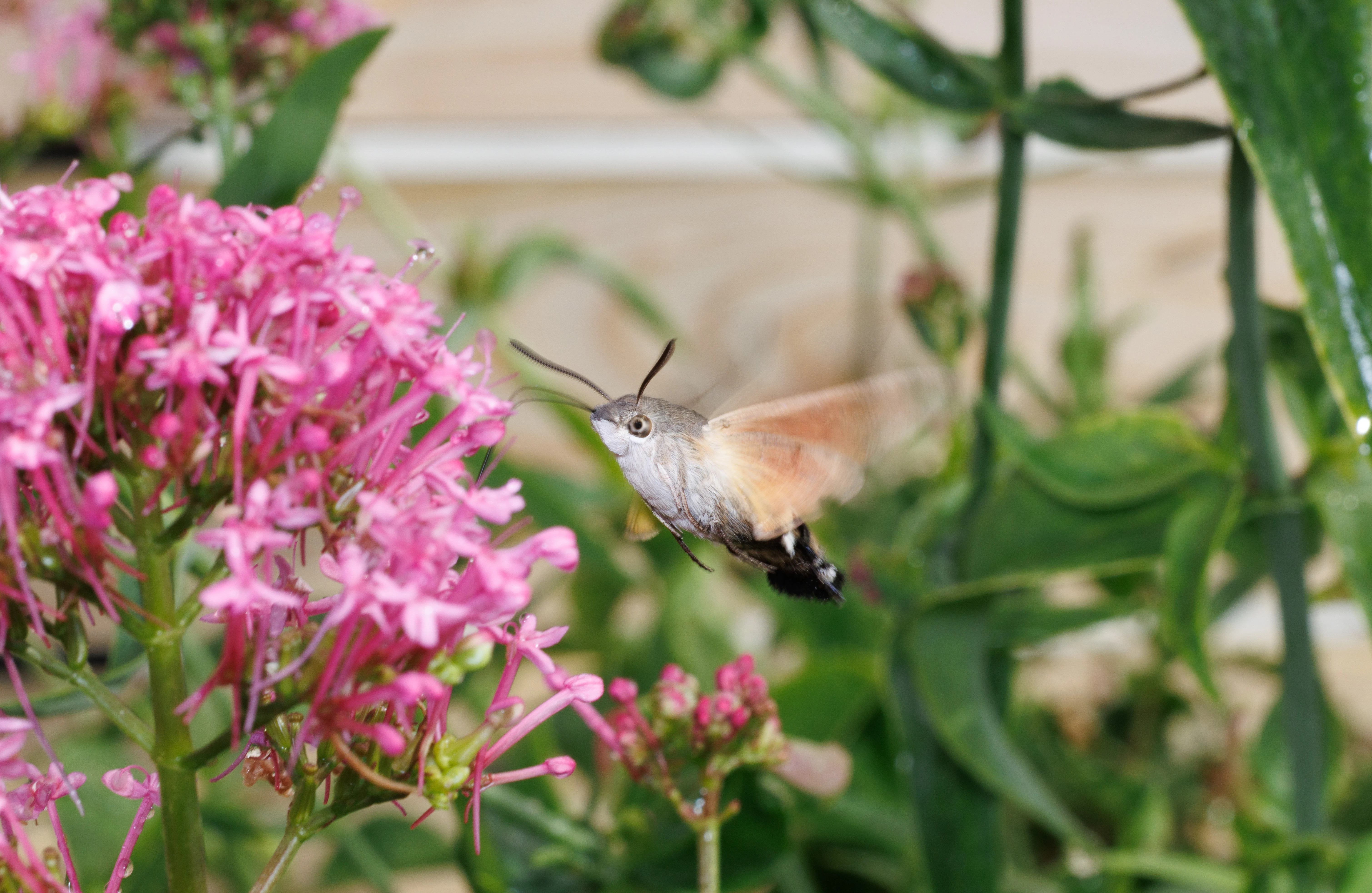 Hummingbird Hawk-moth feeding on Red Valerian, Cornwall, UK — photo by Orlando Prugel-Bennett