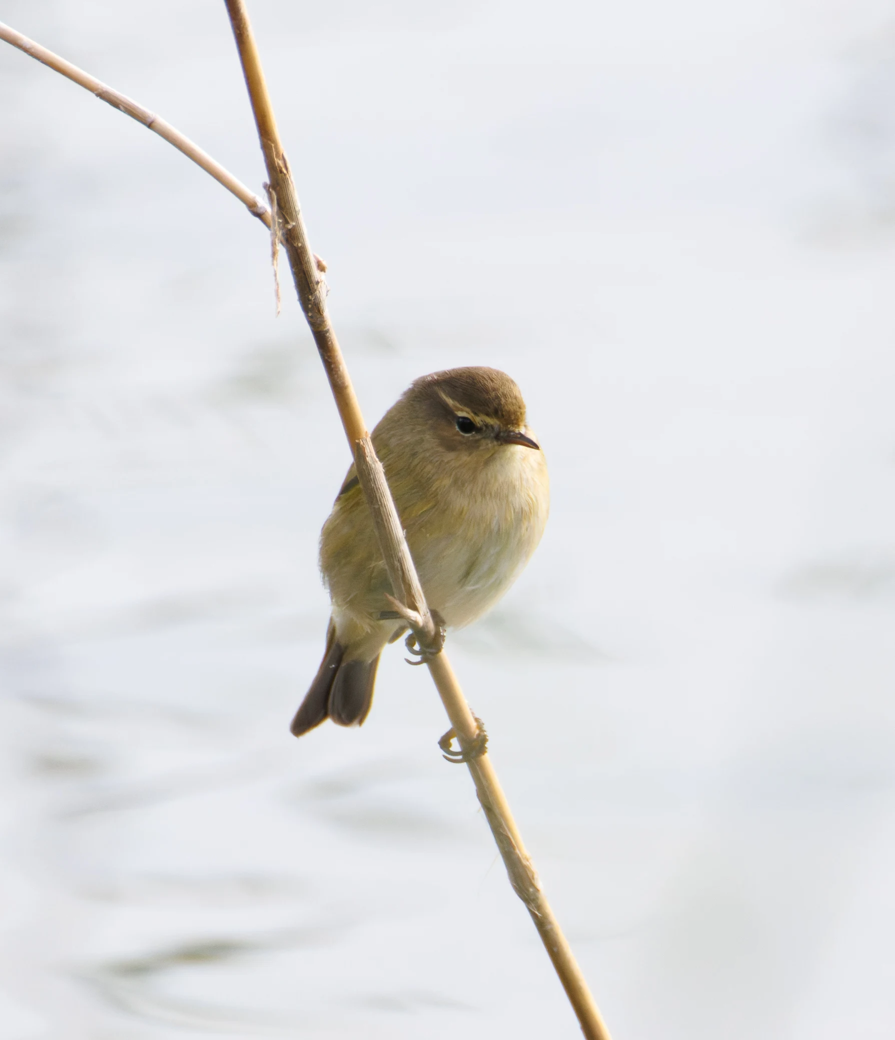 Common Chiffchaff, El Hondo, Spain — photo by Orlando Prugel-Bennett