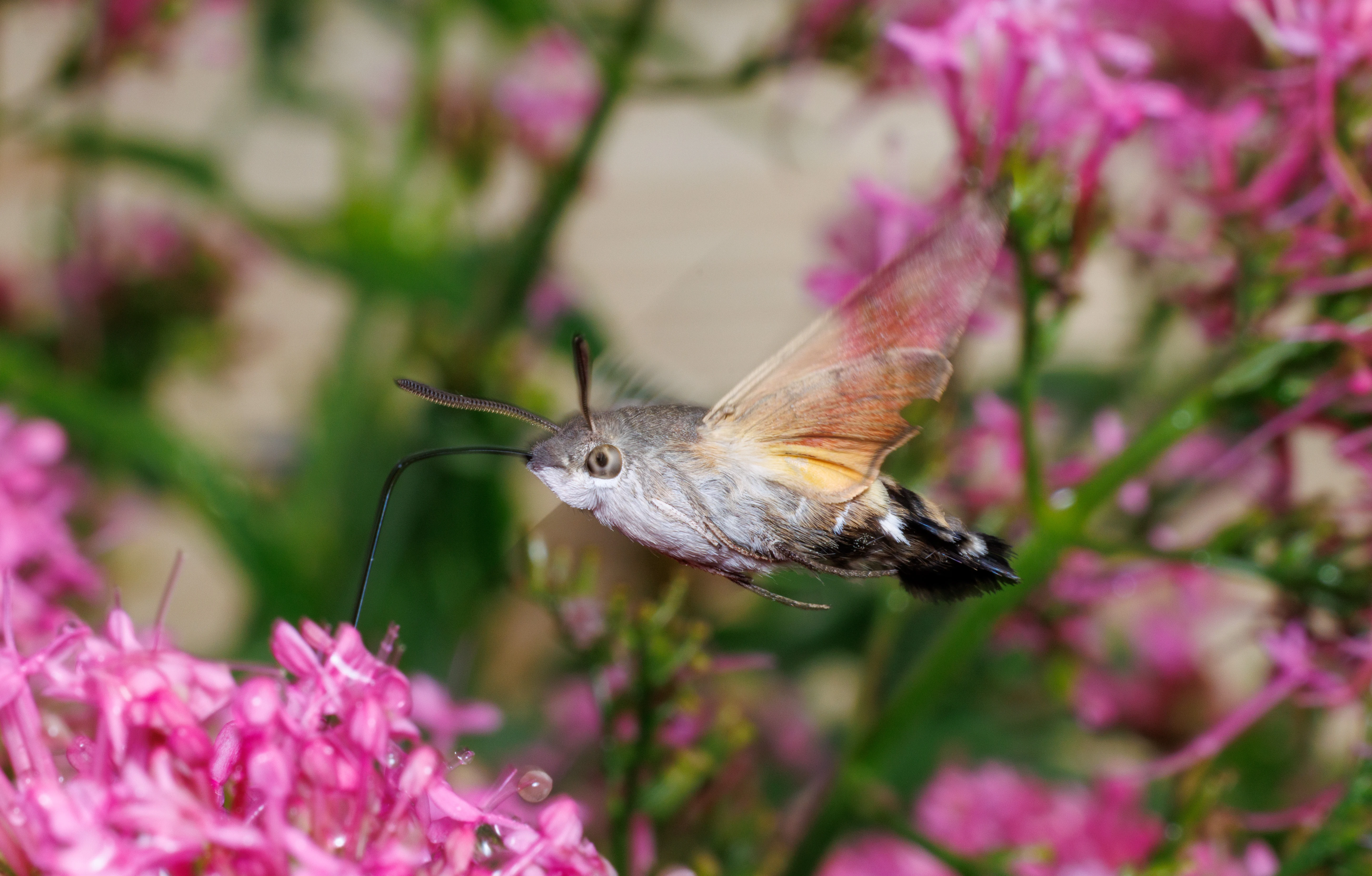 Hummingbird Hawk-moth, Cornwall, UK — photo by Orlando Prugel-Bennett
