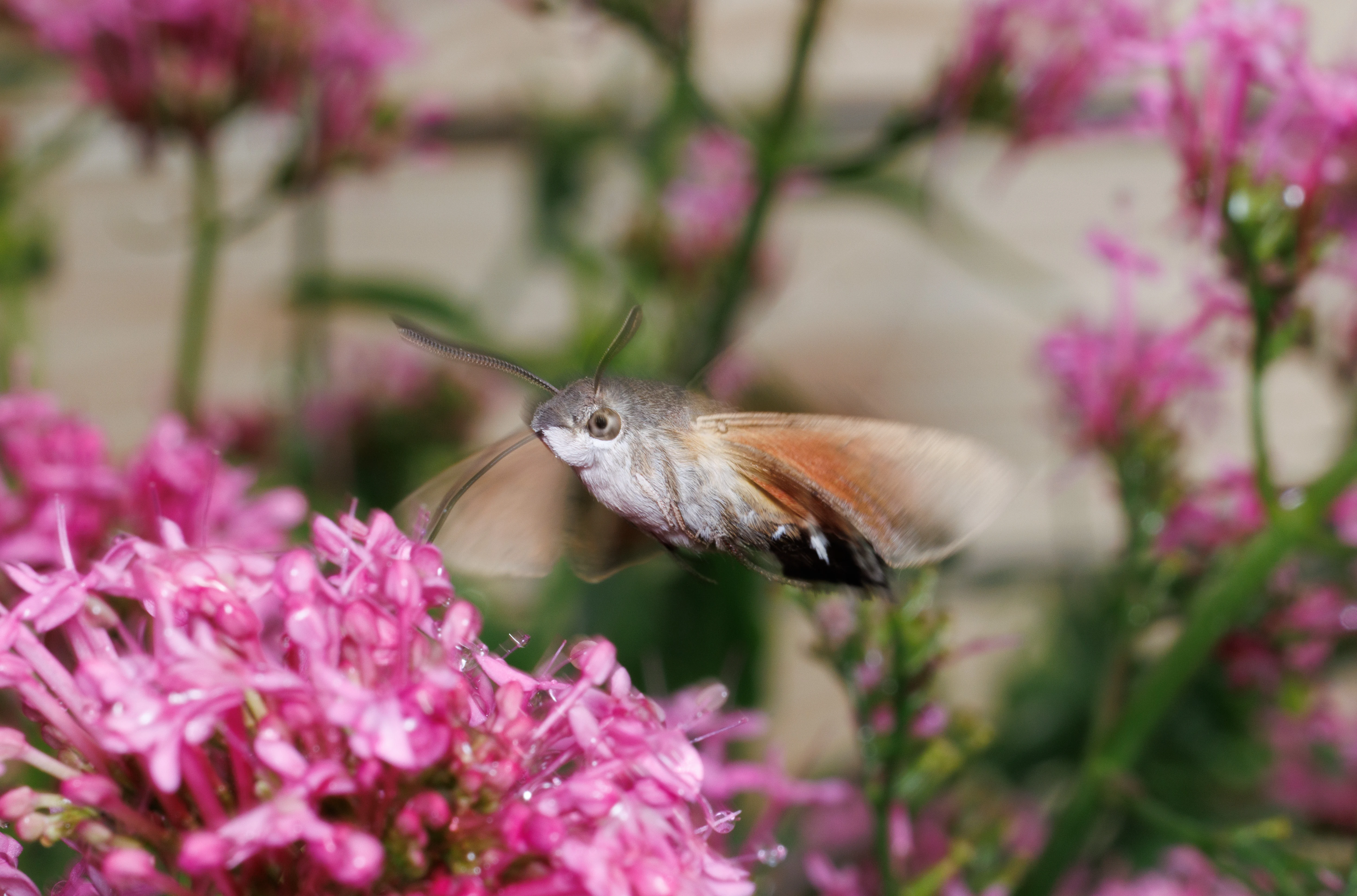 Hummingbird Hawk-moth, Cornwall, UK — photo by Orlando Prugel-Bennett