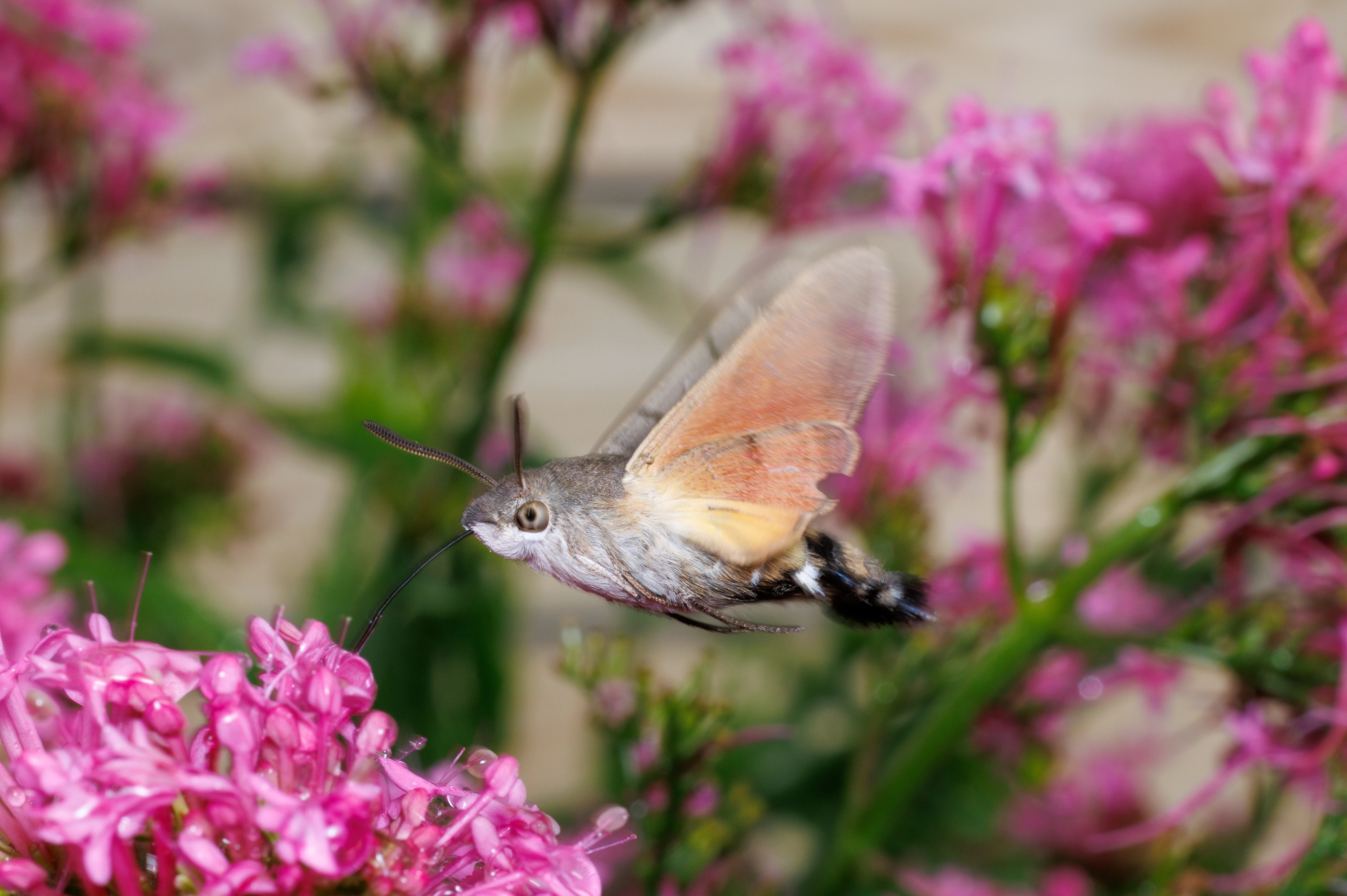 Hummingbird Hawk-moth feeding on red valerian, Cornwall, UK — photo by Orlando Prugel-Bennett