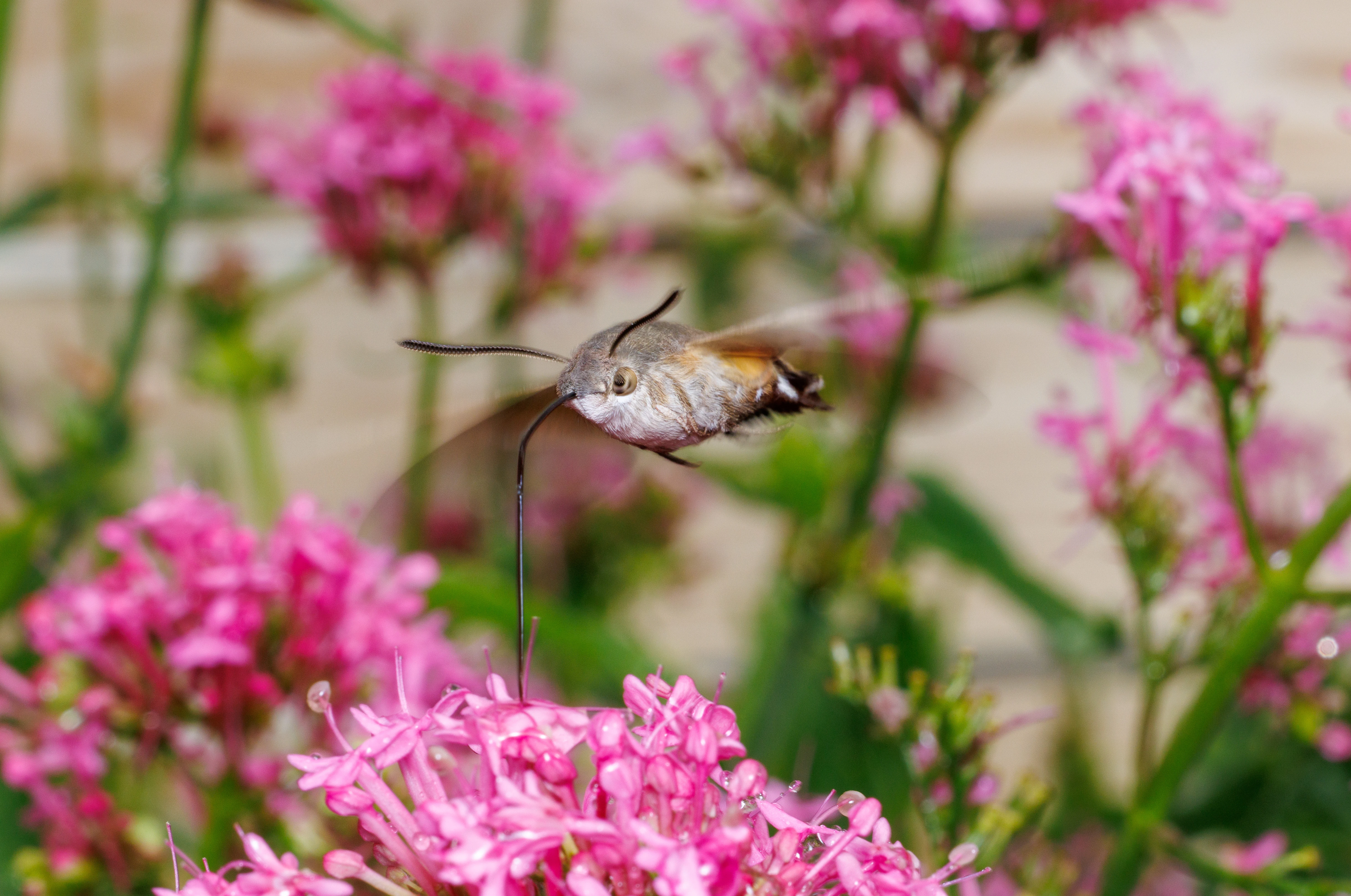 Hummingbird Hawk-moth, Cornwall, UK — photo by Orlando Prugel-Bennett