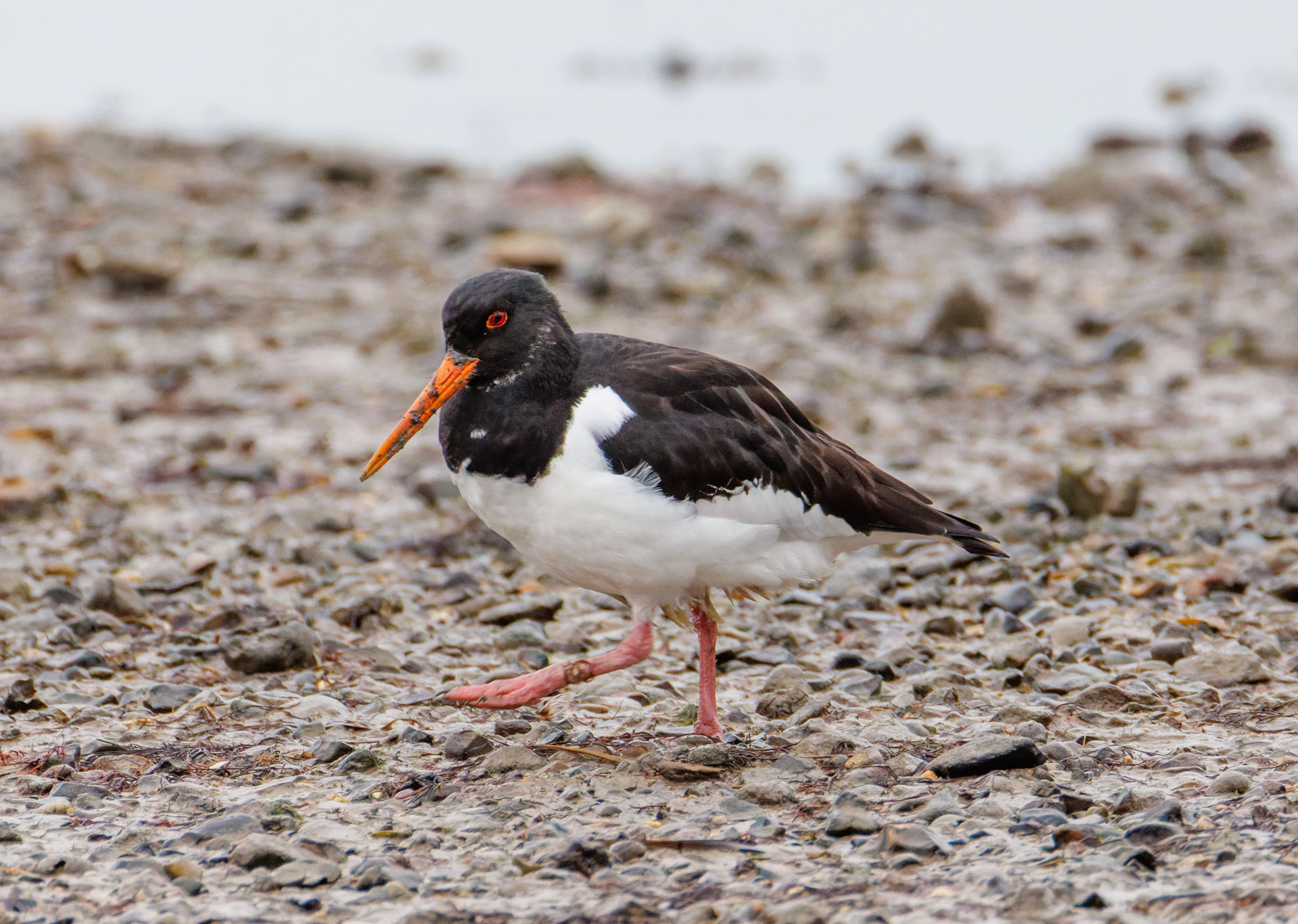 Eurasian Oystercatcher, Lymington, Hampshire, UK — photo by Orlando Prugel-Bennett