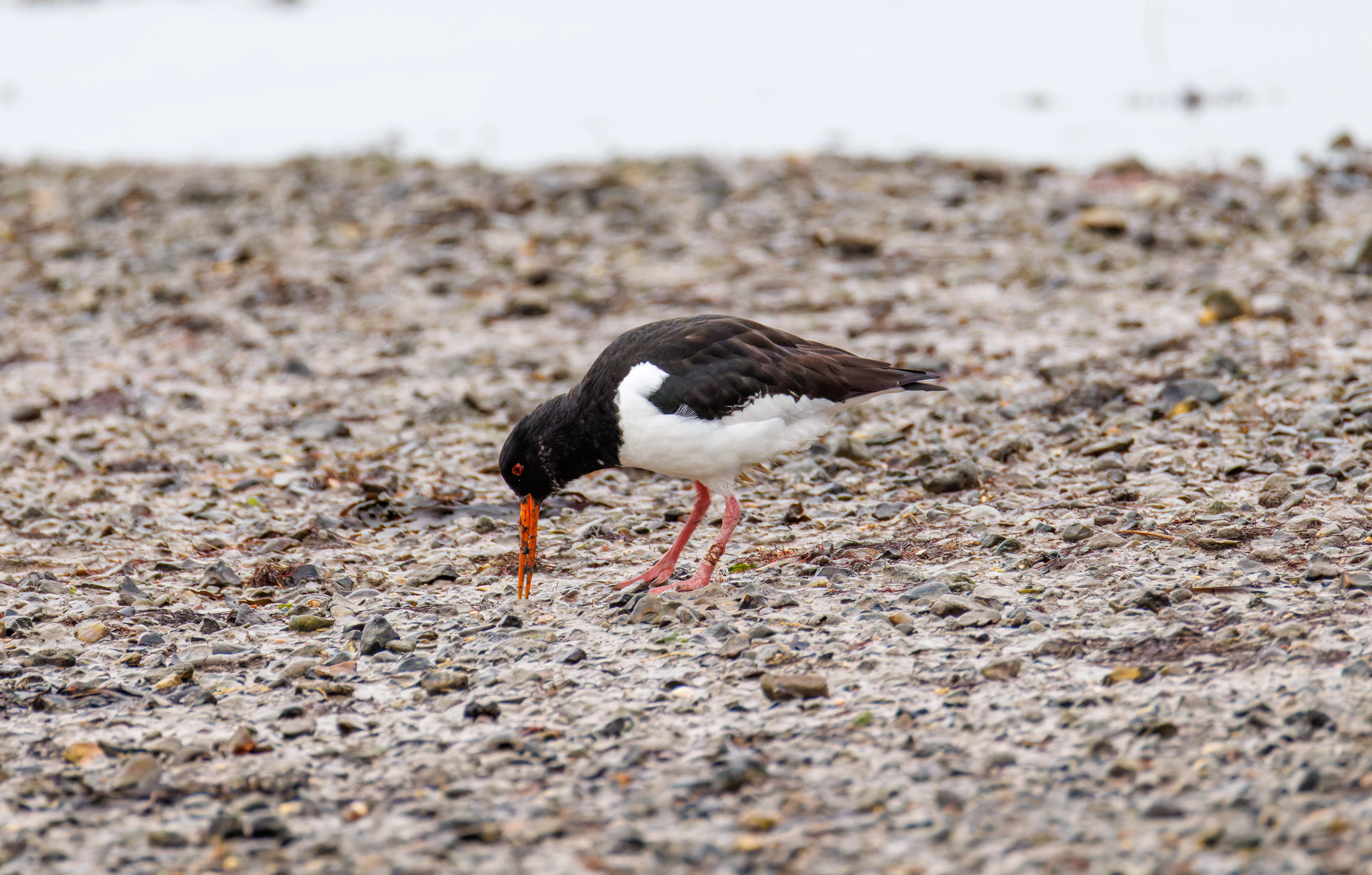 Eurasian Oystercatcher, Lymington, Hampshire, UK — photo by Orlando Prugel-Bennett