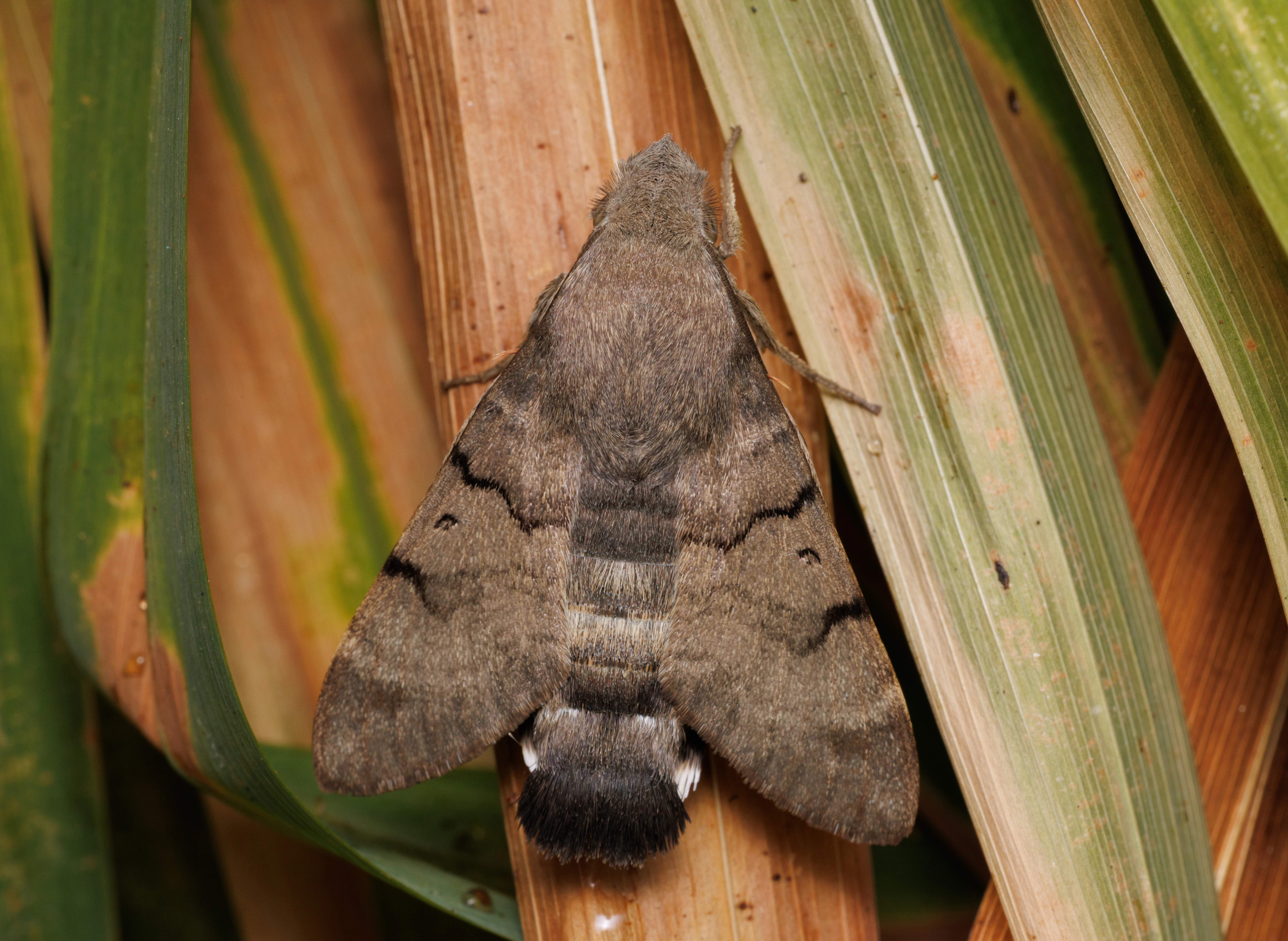 Hummingbird Hawk-moth, Cornwall, UK — photo by Orlando Prugel-Bennett