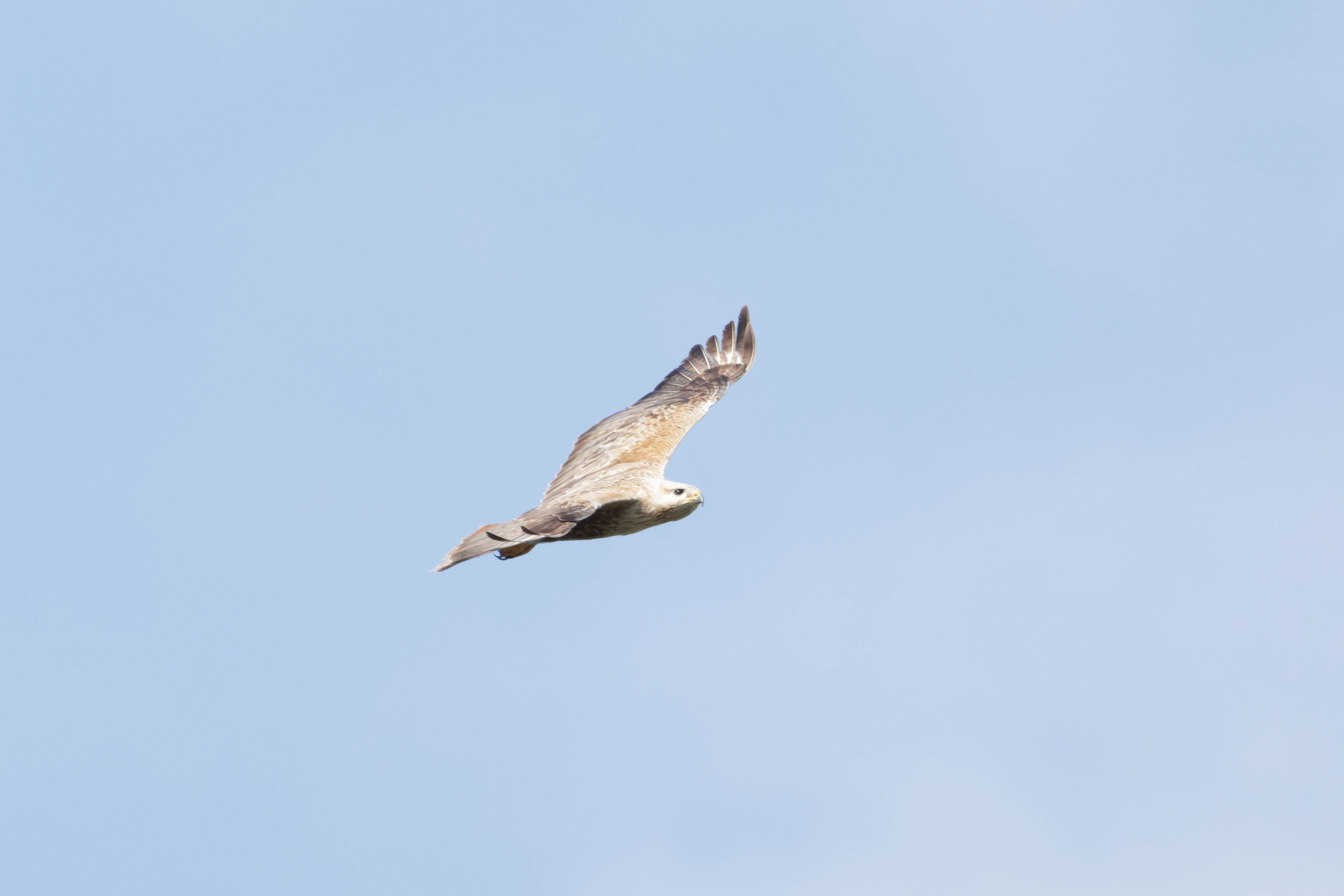 Long-Legged Buzzard, Romanian Steppe, Romania — photo by Orlando Prugel-Bennett