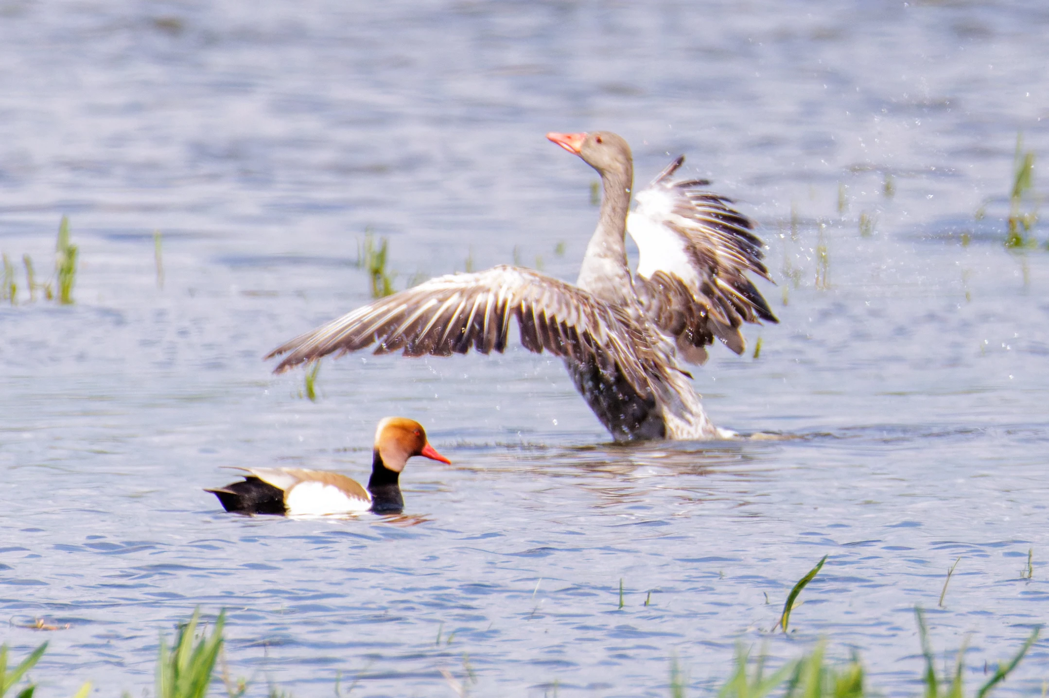 Greylag Goose and Red-crested Pochard, Romania — photo by Orlando Prugel-Bennett