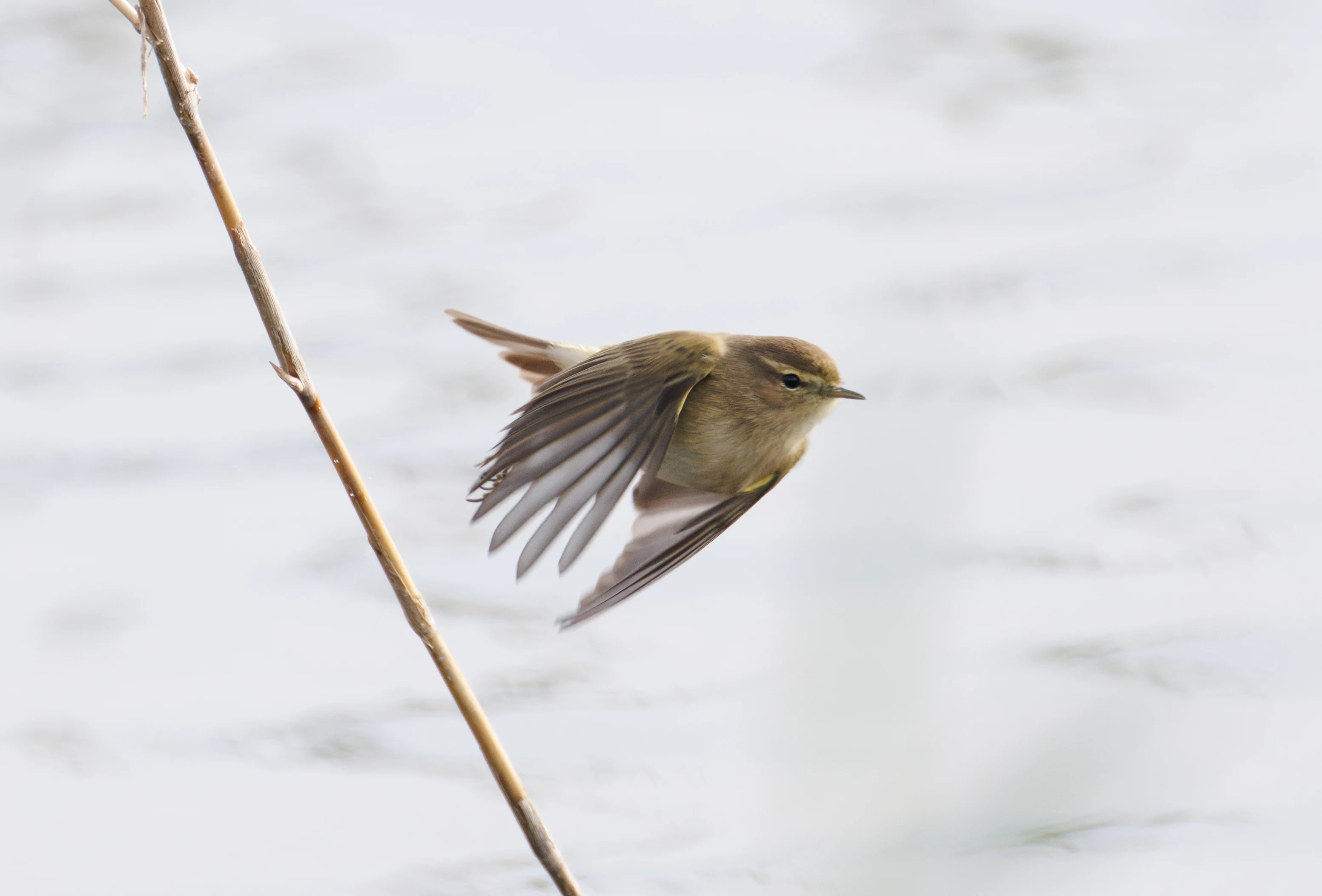 Common Chiffchaff, El Hondo, Spain — photo by Orlando Prugel-Bennett