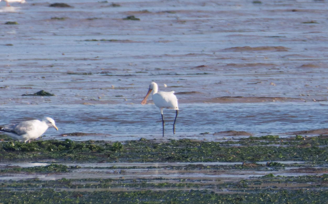 Eurasian Spoonbill, Poole Harbour, Poole, Dorset, UK — photo by Orlando Prugel-Bennett