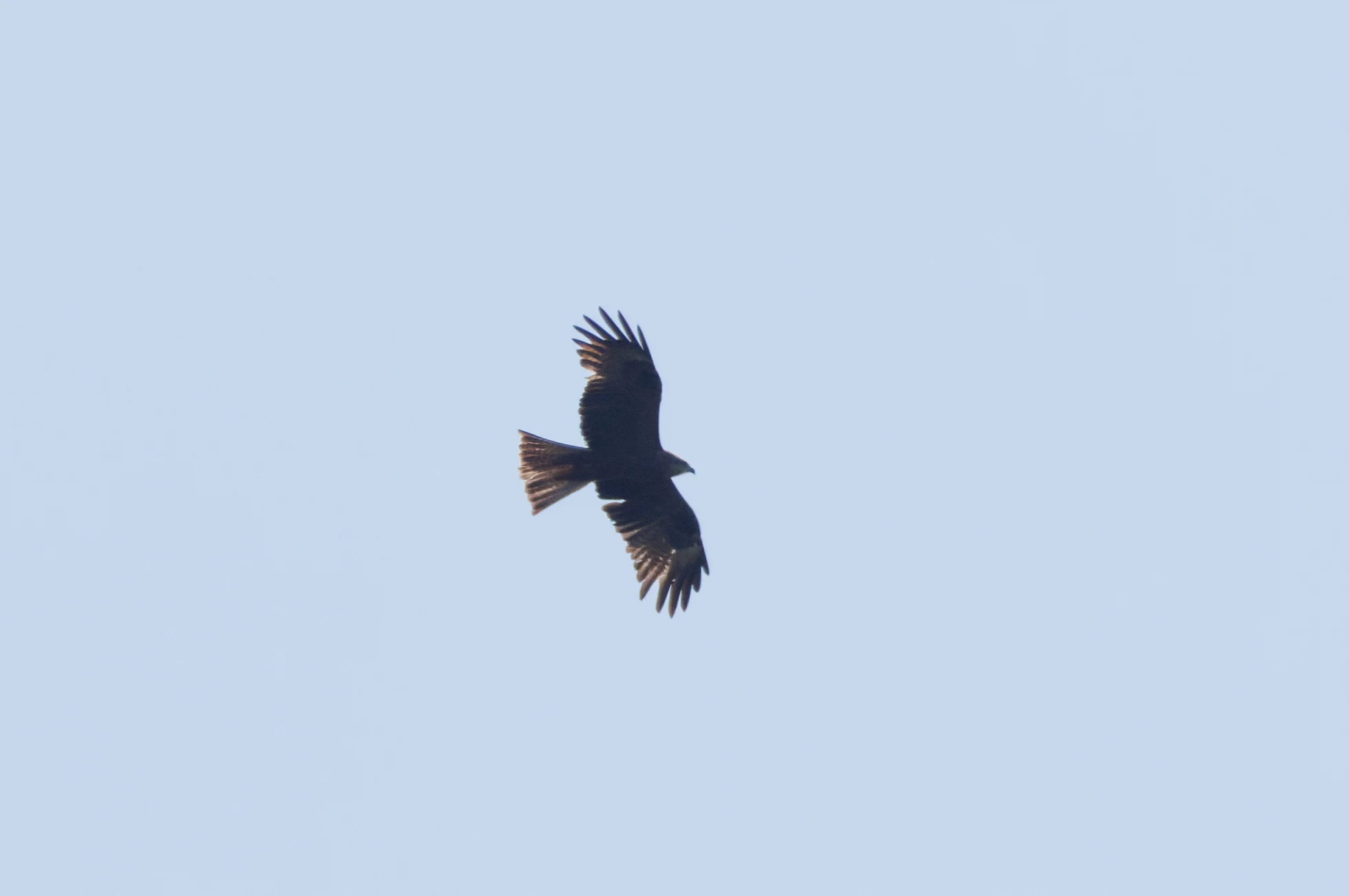 Black Kite, Danube Delta, Romania — photo by Orlando Prugel-Bennett