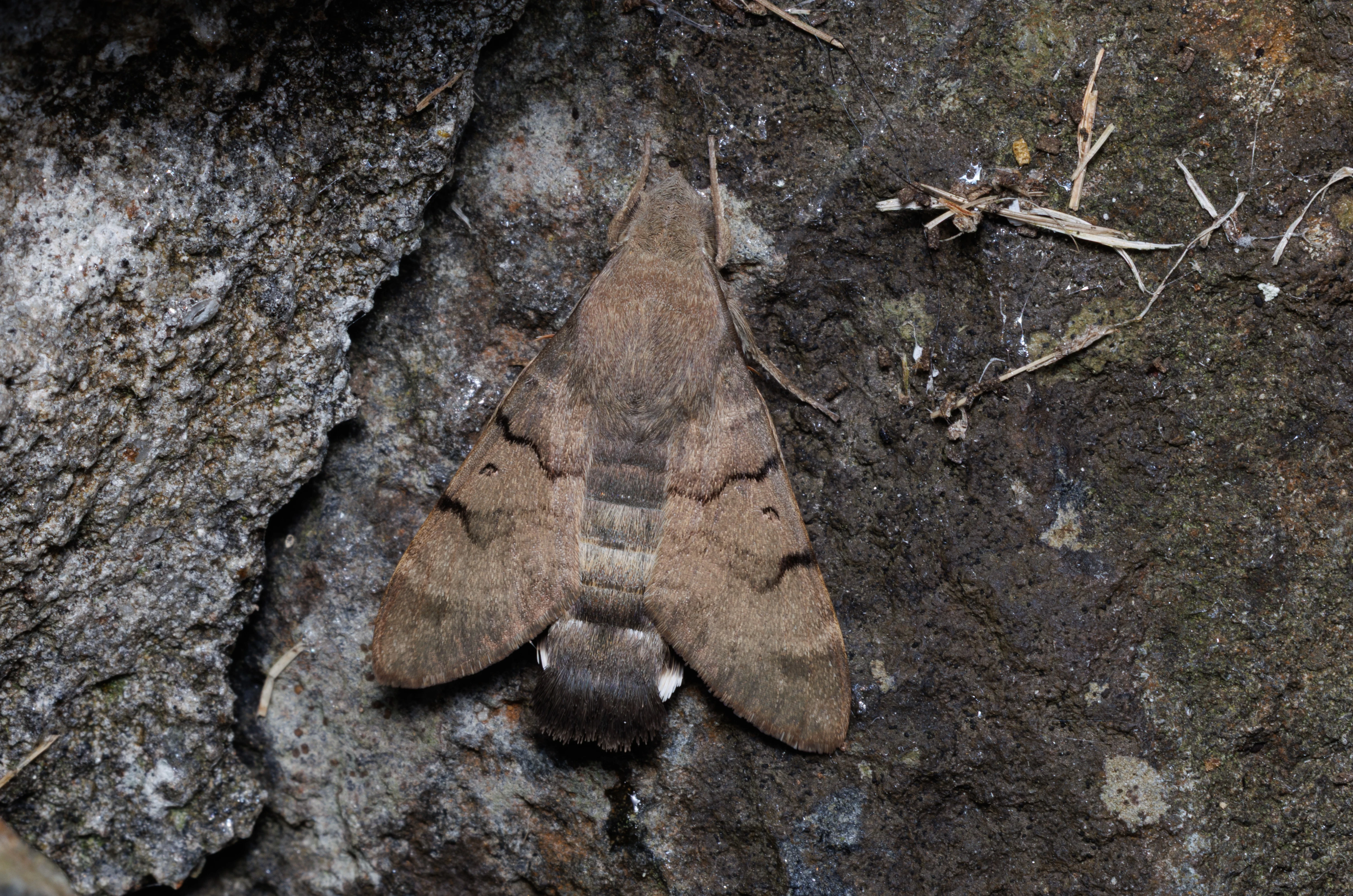 Privet Hawk-moth, Cornwall, UK — photo by Orlando Prugel-Bennett