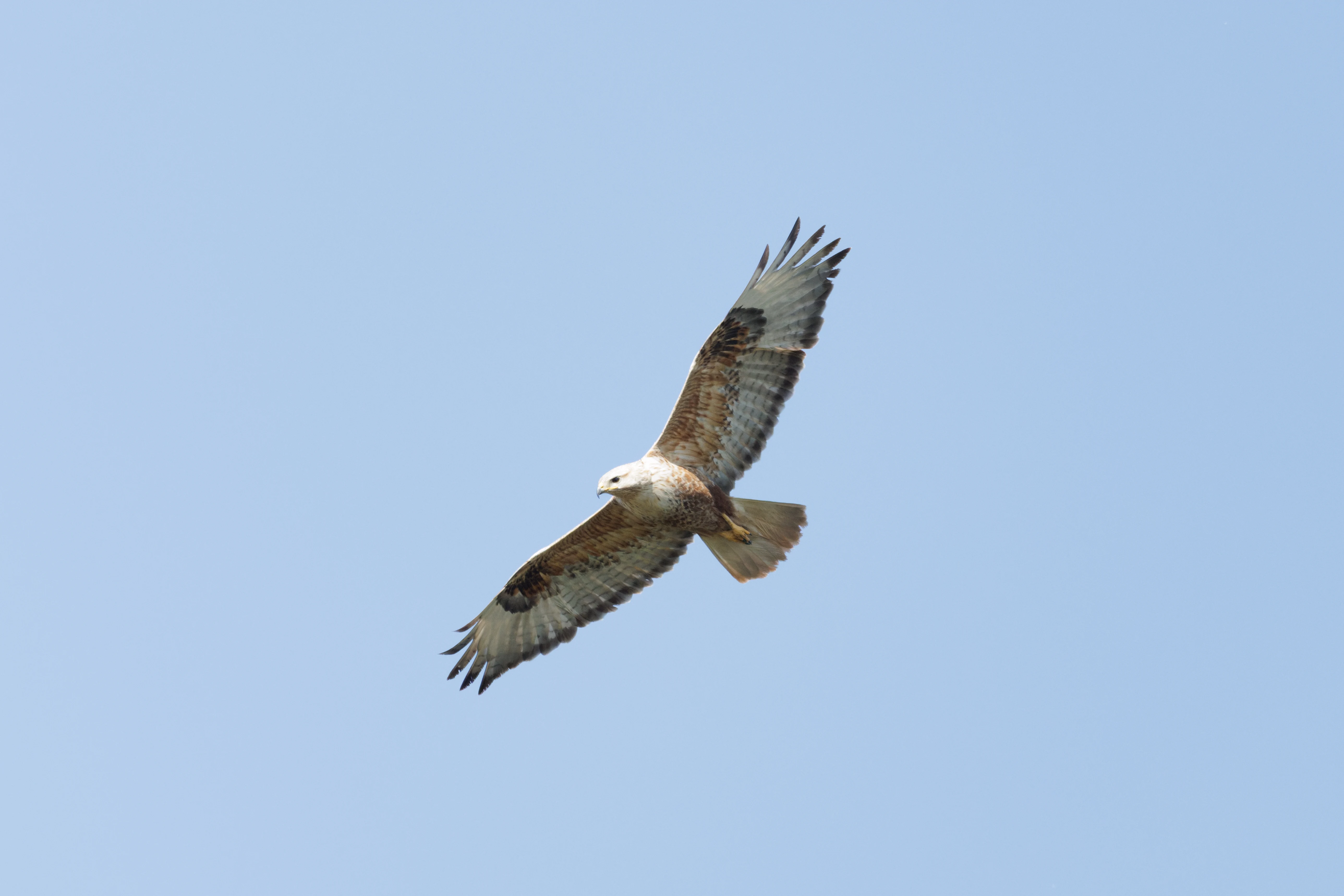 Long-Legged Buzzard, Romanian Steppe, Romania — photo by Orlando Prugel-Bennett