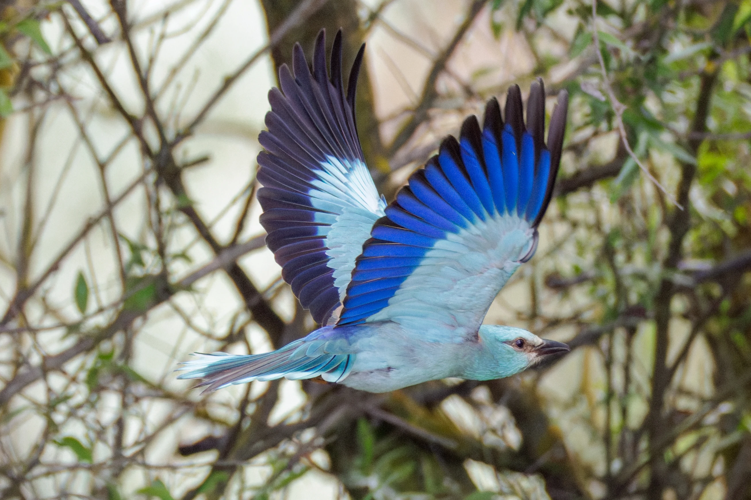 European Roller in flight, Danube Delta, Romania — photo by Orlando Prugel-Bennett