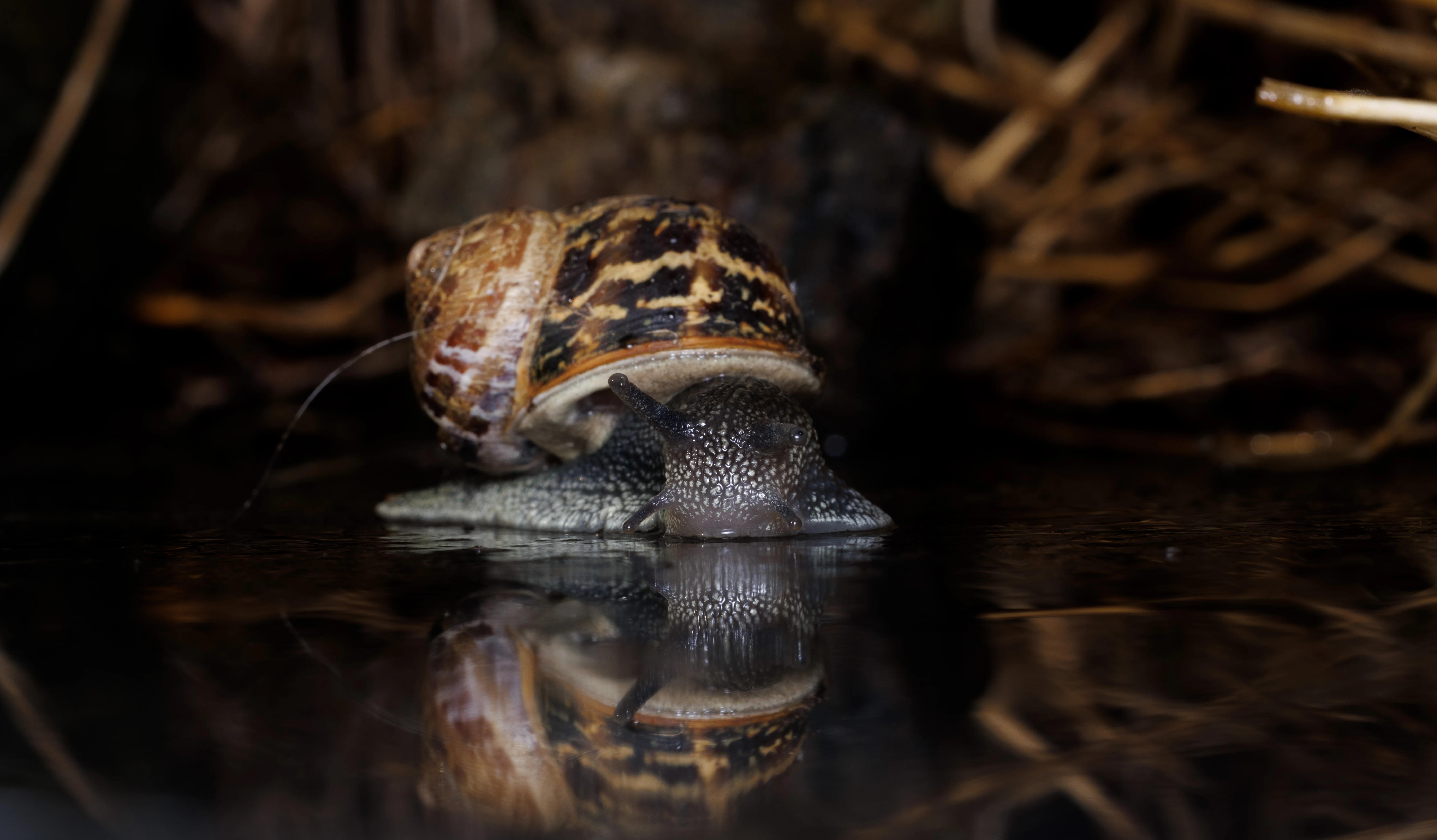 Garden Snail, Cornwall, UK — photo by Orlando Prugel-Bennett