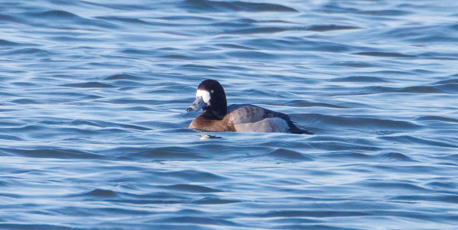 Tufted Duck, Flevoland, Netherlands — photo by Orlando Prugel-Bennett