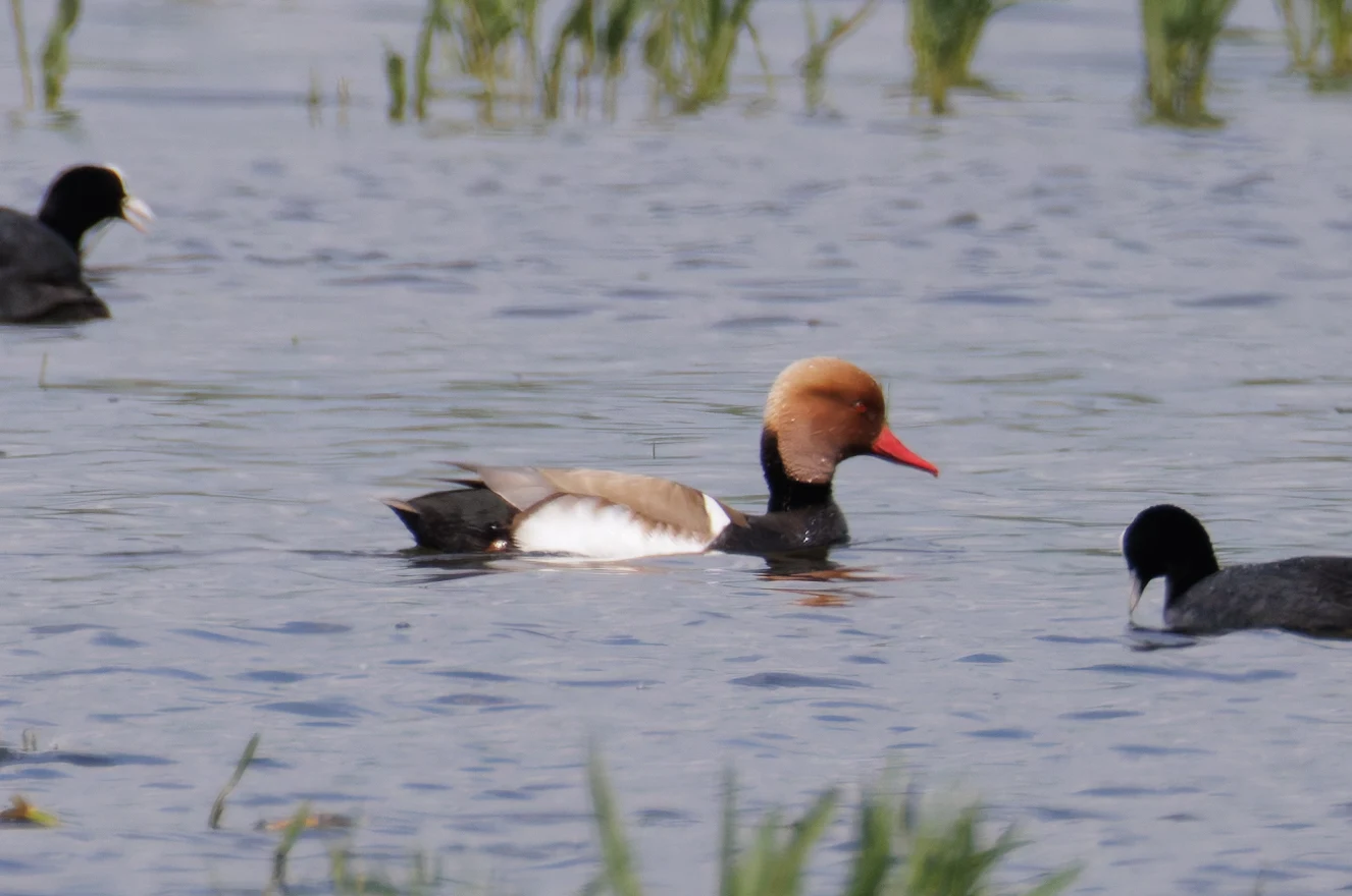 Red-crested Pochard with Eurasian Coots, Romania — photo by Orlando Prugel-Bennett