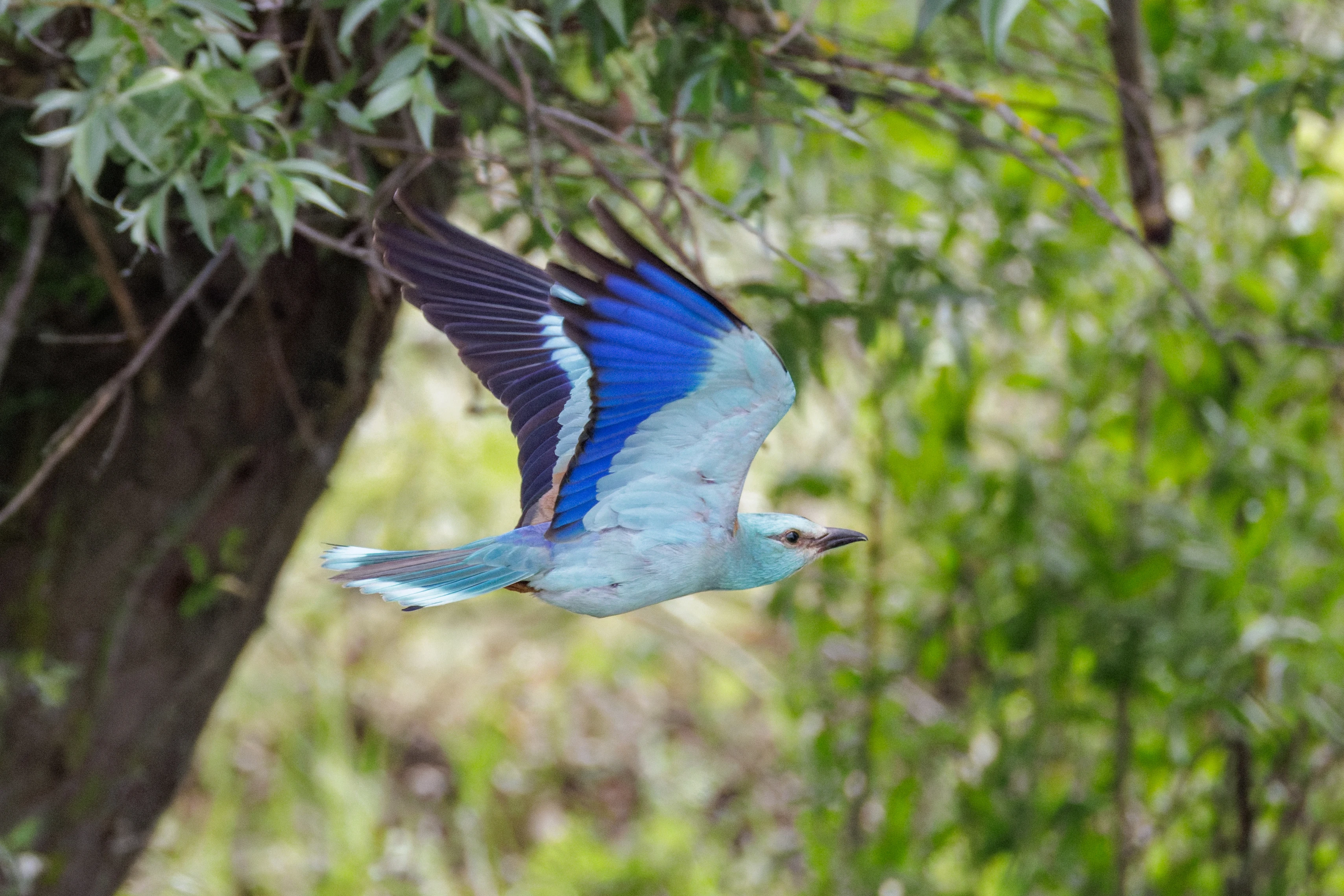 European Roller in flight, Danube Delta, Romania — photo by Orlando Prugel-Bennett