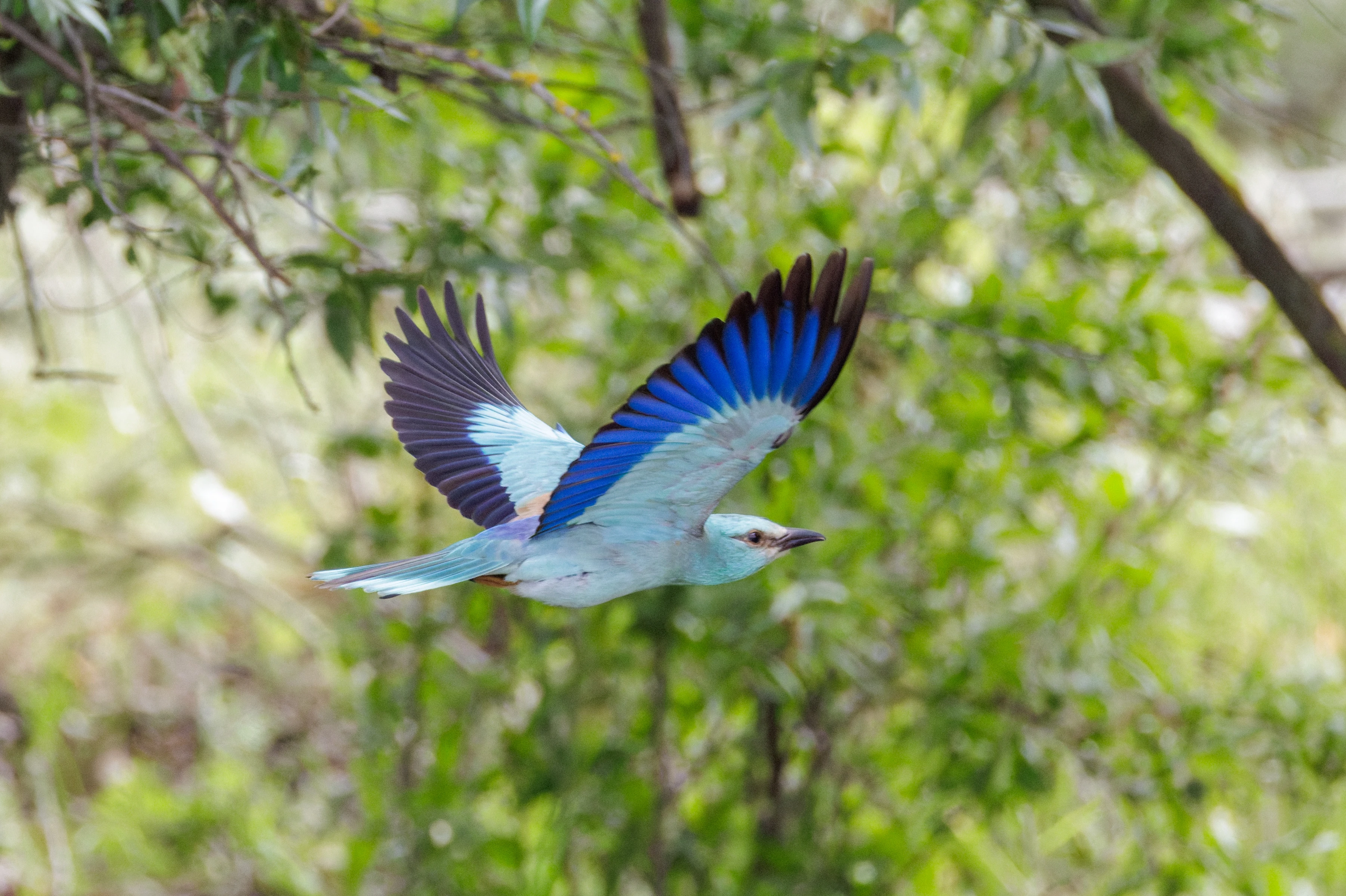 European Roller in flight, Danube Delta, Romania — photo by Orlando Prugel-Bennett